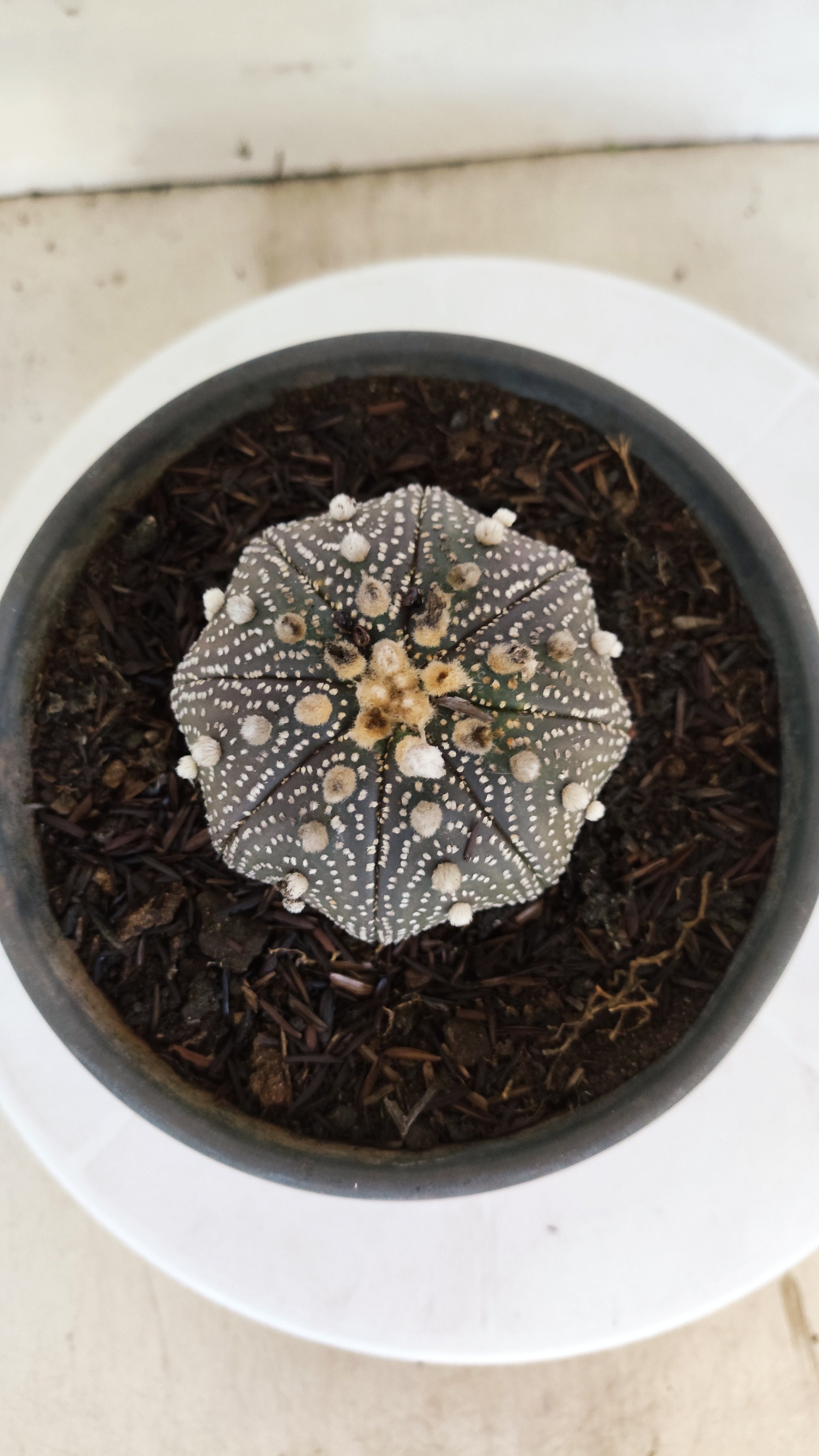 ASTROPHYTUM ASTERIAS "STAR SHAPE - Purple"   Nº 1088 – vaso 15