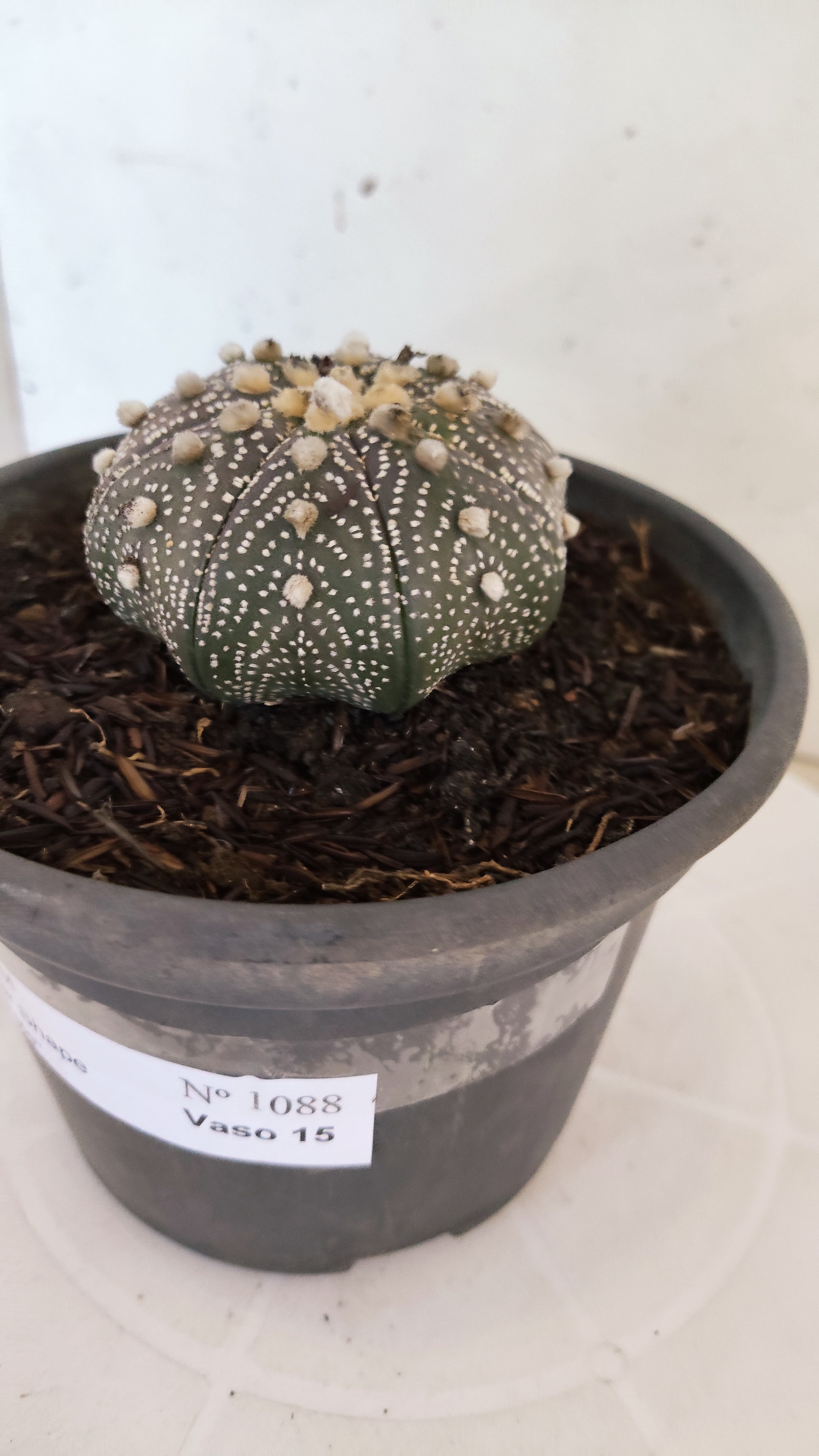 ASTROPHYTUM ASTERIAS "STAR SHAPE - Purple"   Nº 1088 – vaso 15