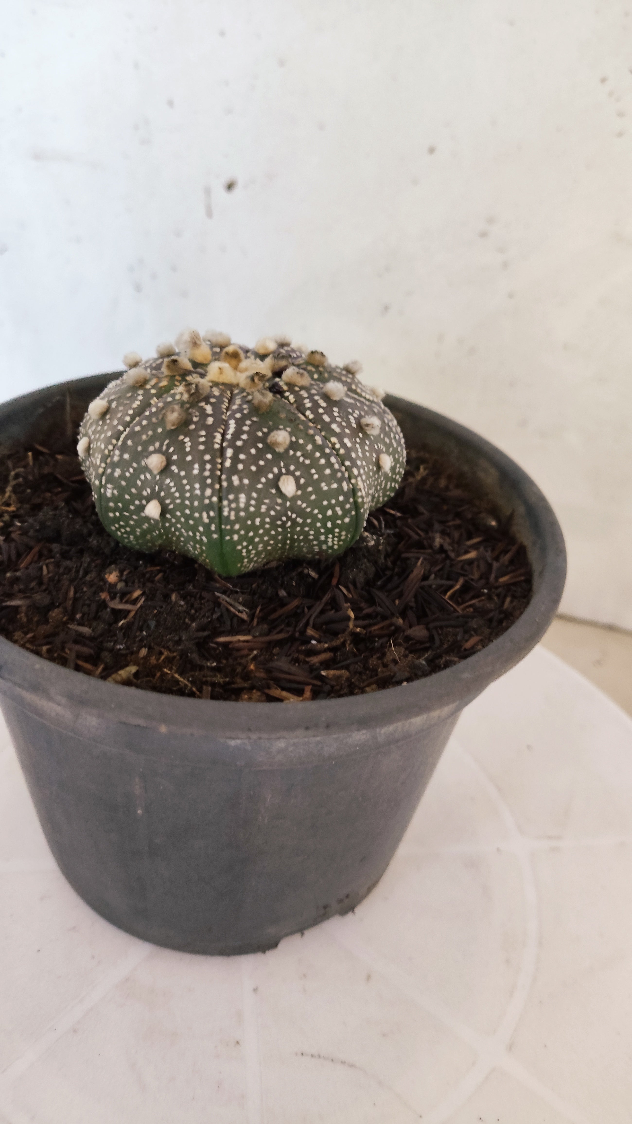 ASTROPHYTUM ASTERIAS "STAR SHAPE - Purple"   Nº 1088 – vaso 15