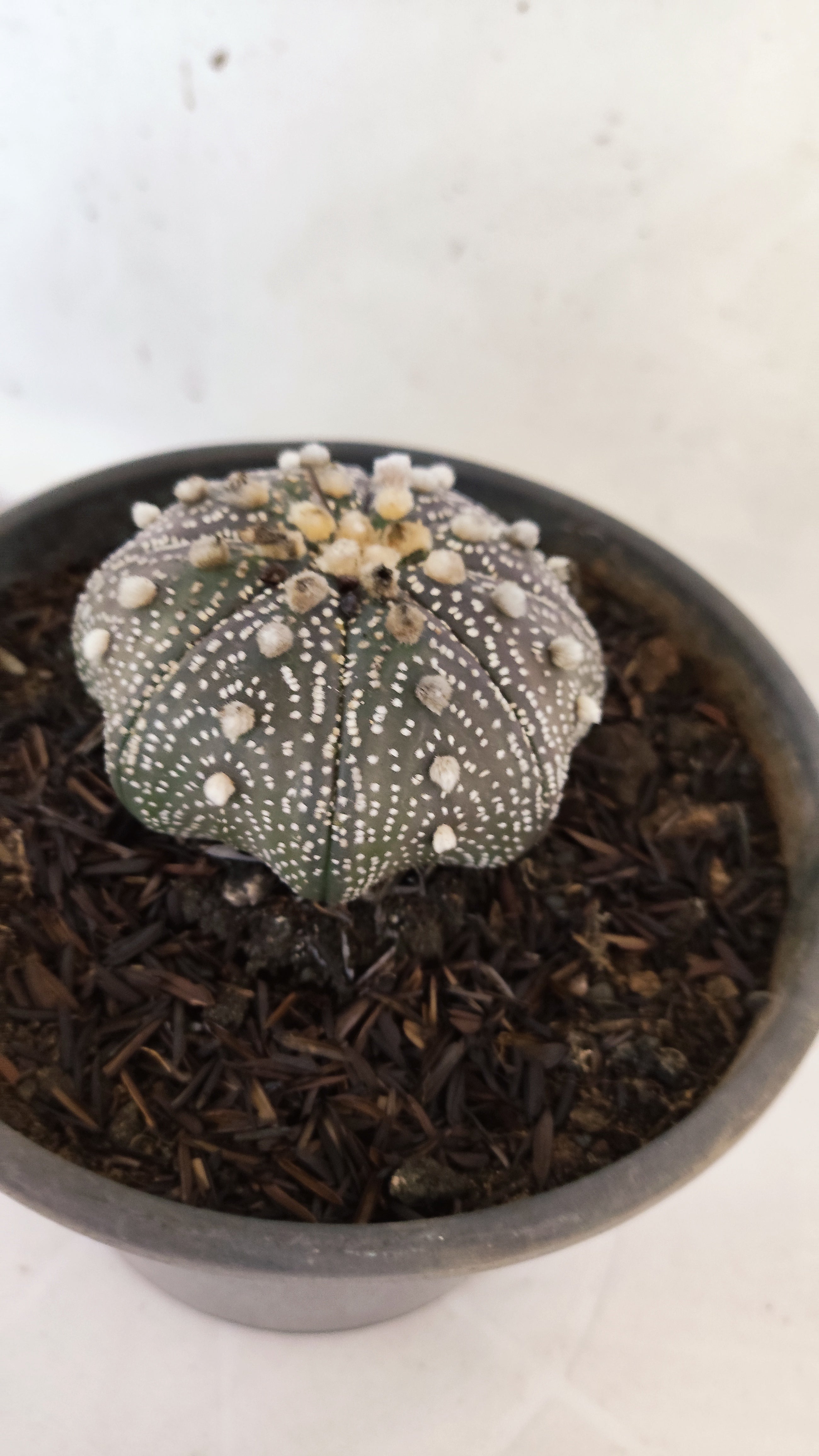 ASTROPHYTUM ASTERIAS "STAR SHAPE - Purple"   Nº 1088 – vaso 15