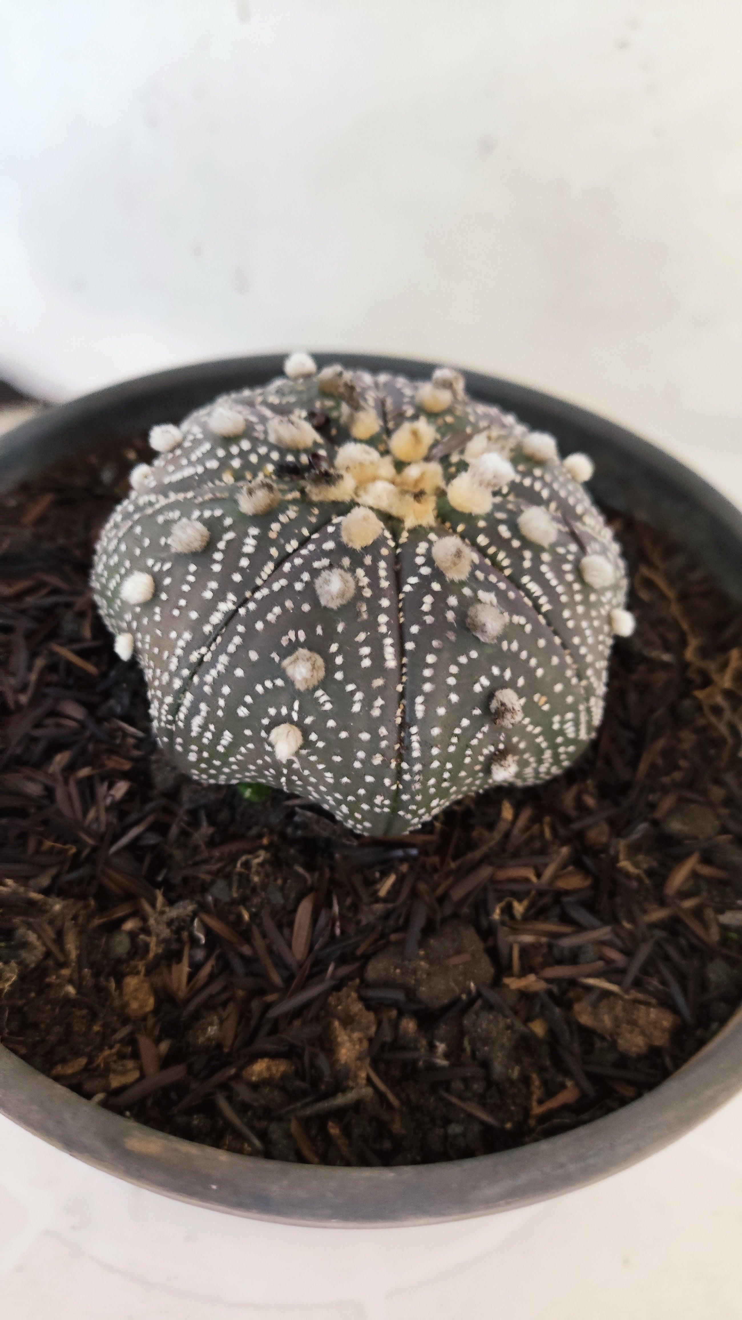 ASTROPHYTUM ASTERIAS "STAR SHAPE - Purple"   Nº 1088 – vaso 15