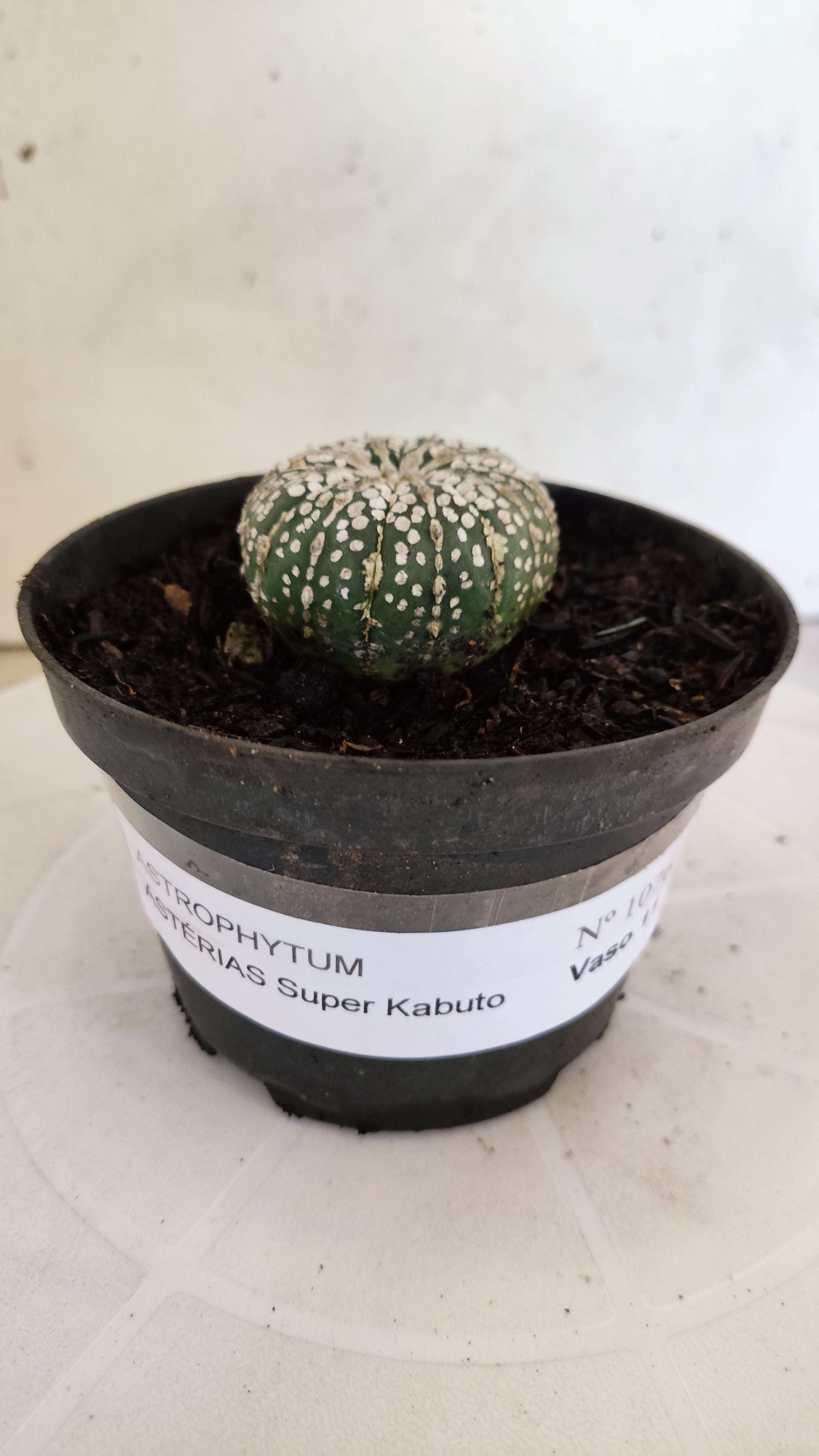 ASTROPHYTUM ASTERIAS "SUPER KABUTO"   Nº 1076 – vaso 11
