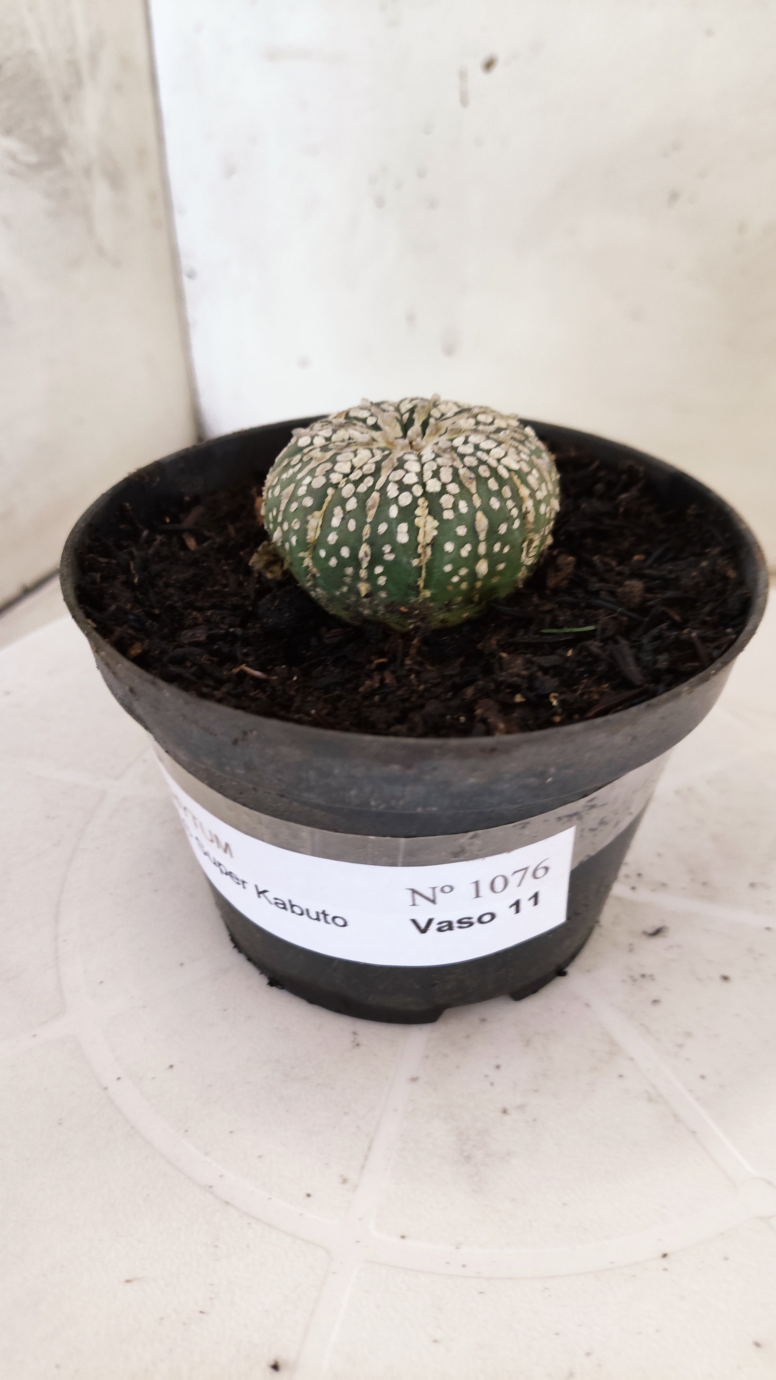 ASTROPHYTUM ASTERIAS "SUPER KABUTO"   Nº 1076 – vaso 11