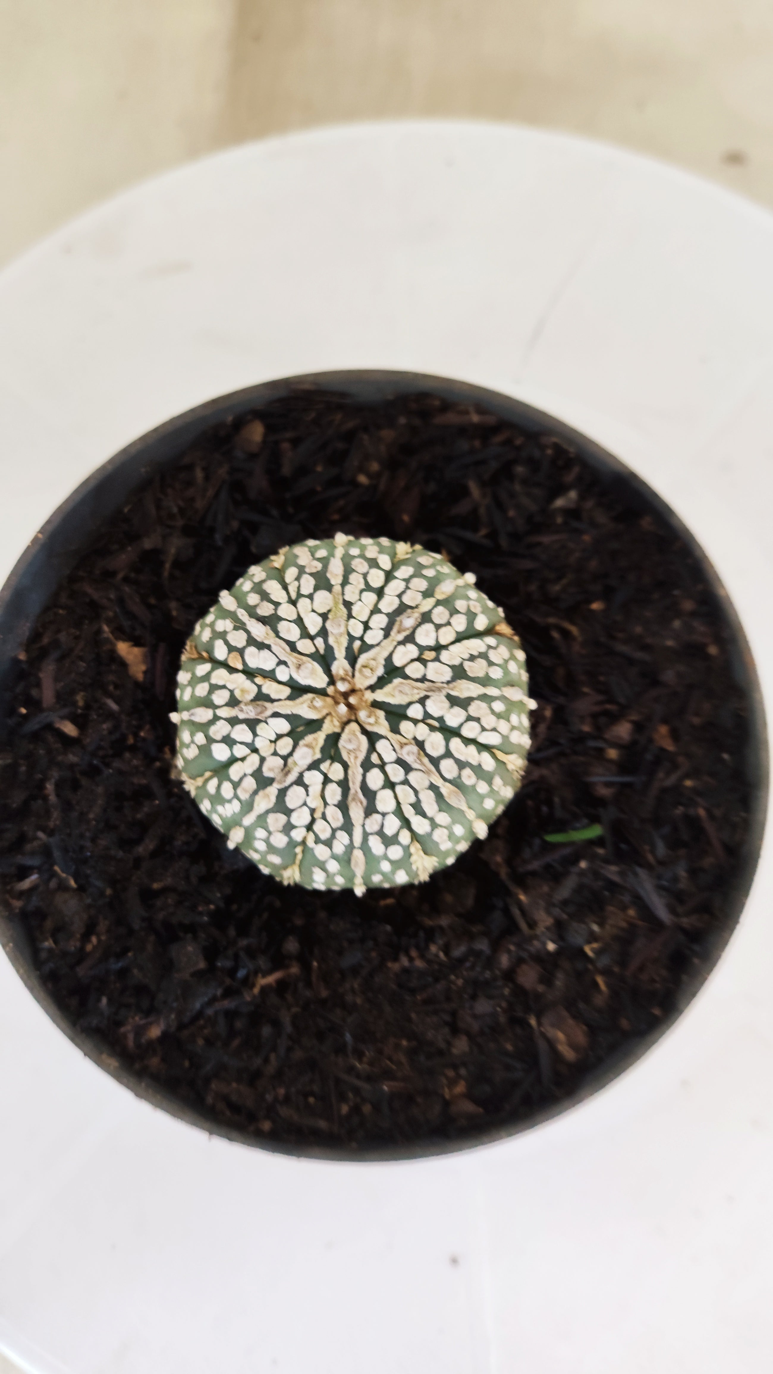 ASTROPHYTUM ASTERIAS "SUPER KABUTO"   Nº 1076 – vaso 11
