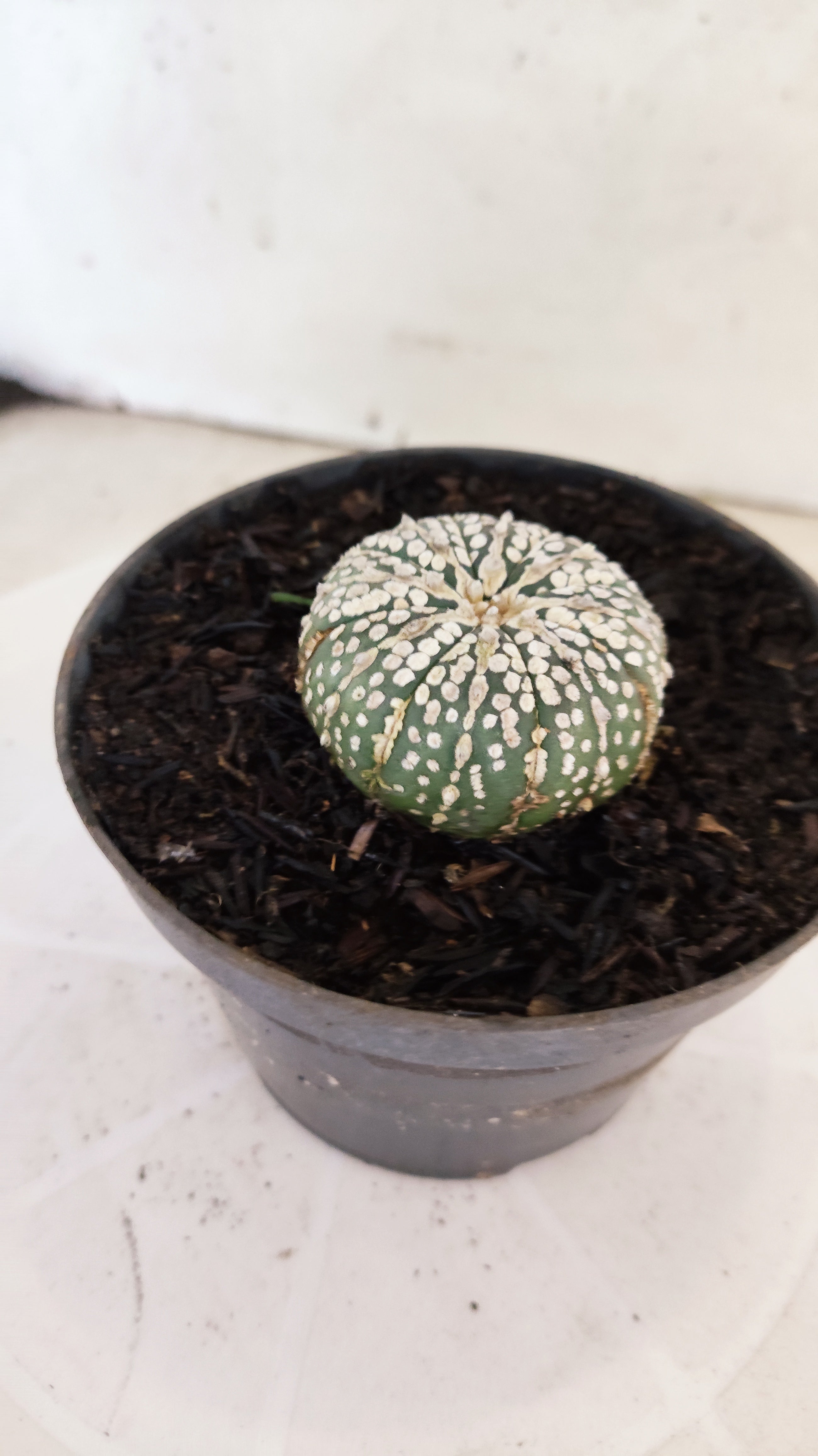 ASTROPHYTUM ASTERIAS "SUPER KABUTO"   Nº 1076 – vaso 11