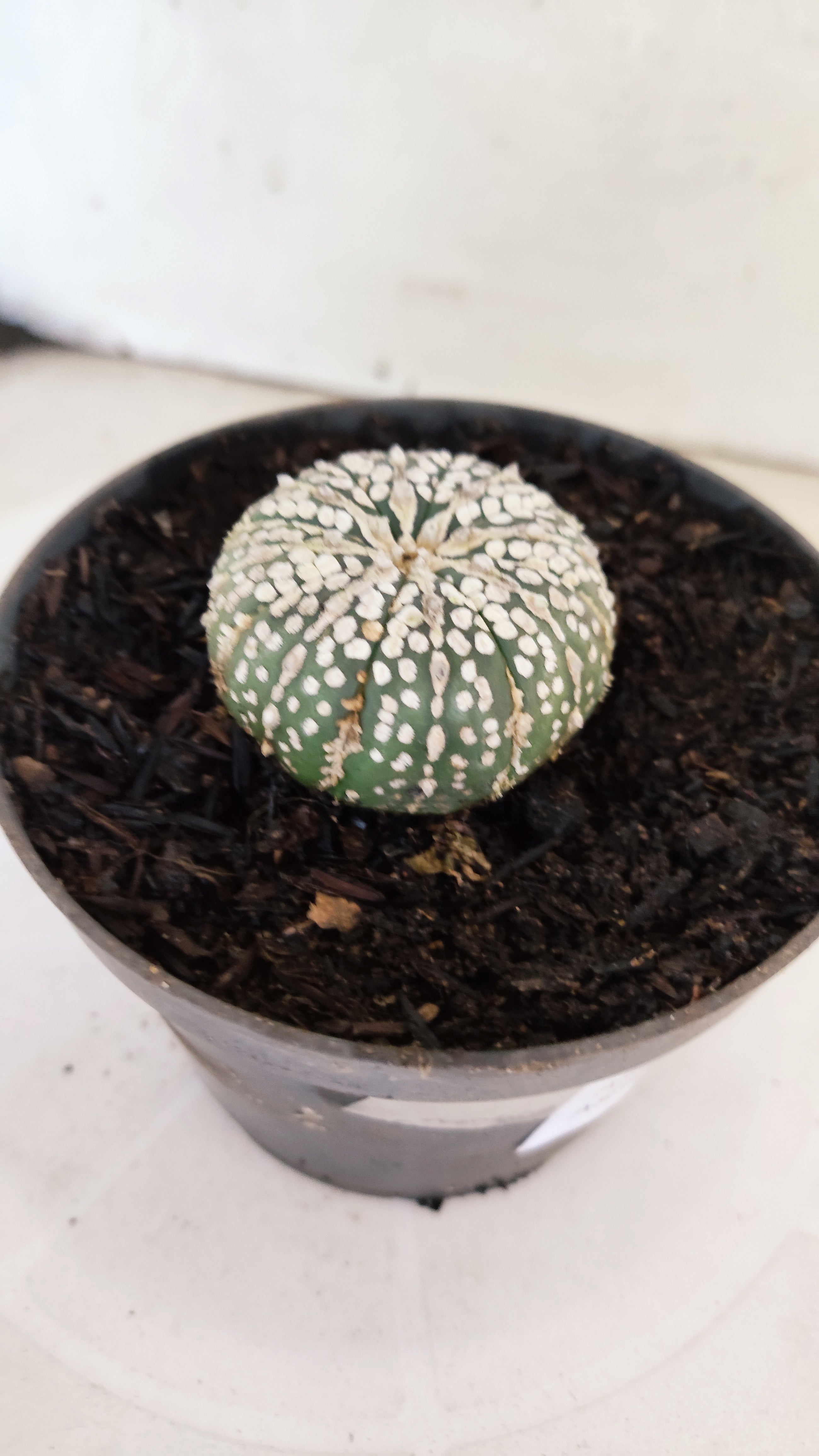 ASTROPHYTUM ASTERIAS "SUPER KABUTO"   Nº 1076 – vaso 11