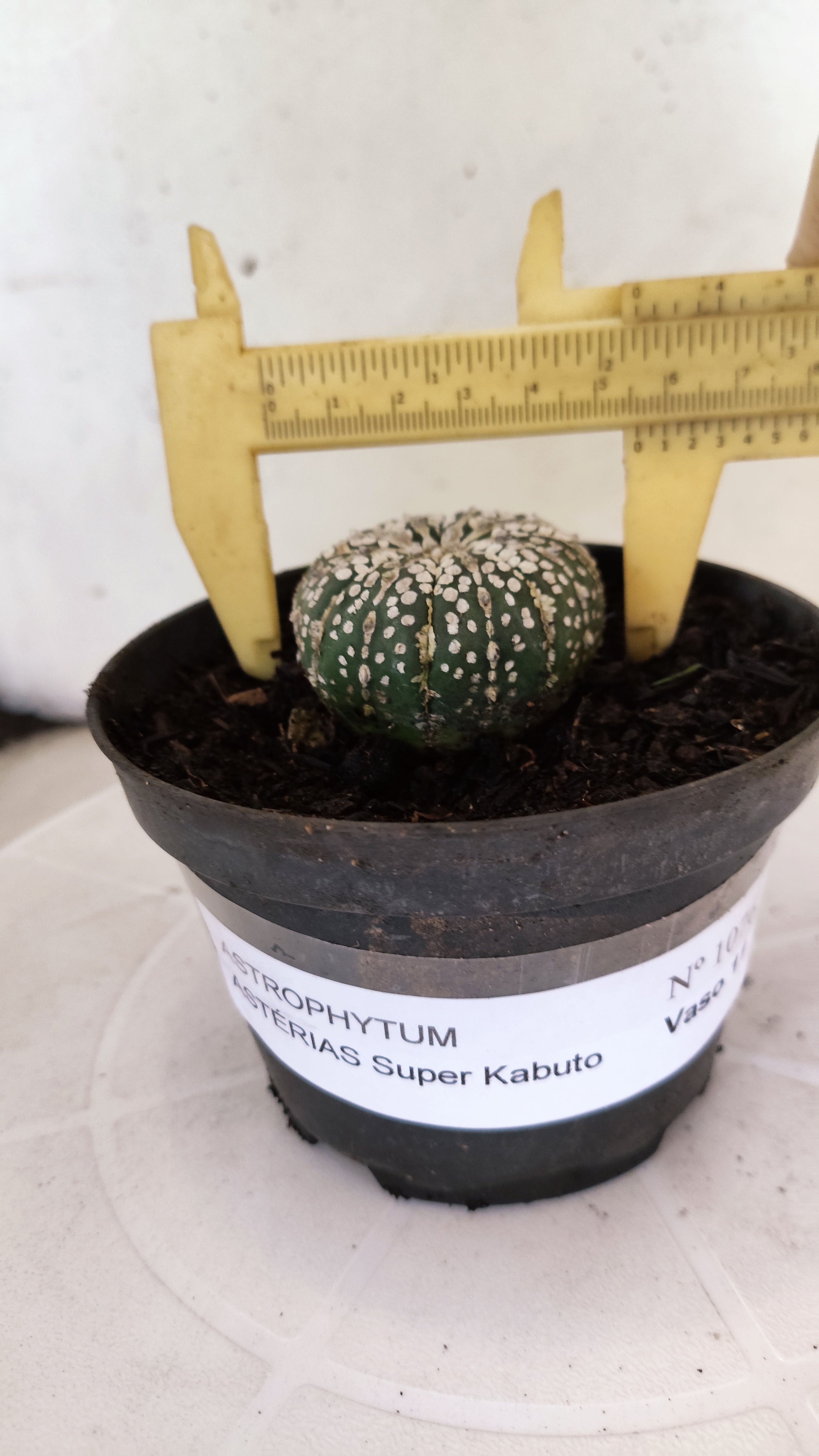 ASTROPHYTUM ASTERIAS "SUPER KABUTO"   Nº 1076 – vaso 11