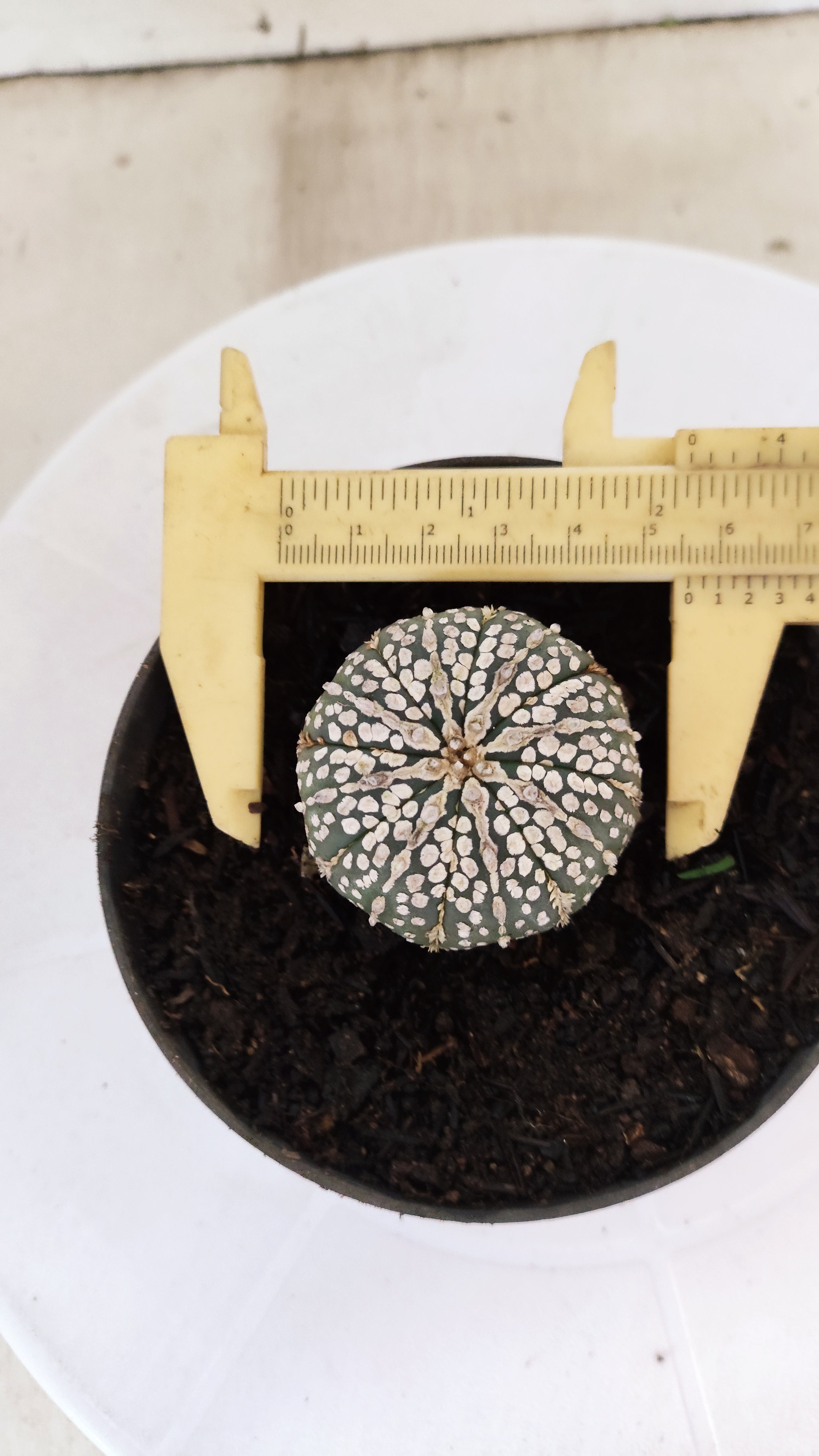 ASTROPHYTUM ASTERIAS "SUPER KABUTO"   Nº 1076 – vaso 11