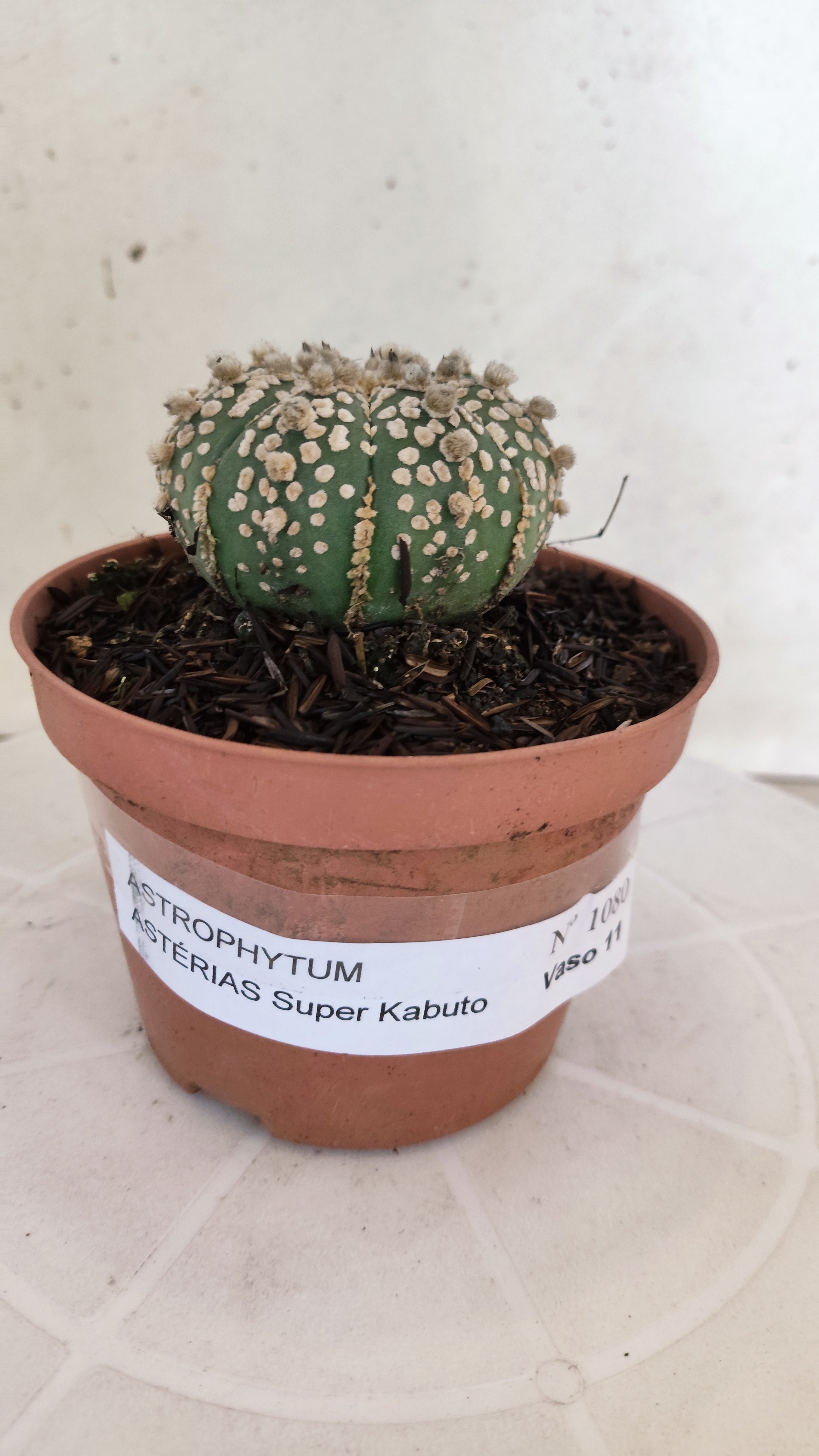 ASTROPHYTUM ASTERIAS "SUPER KABUTO"   Nº 1080 – vaso 11