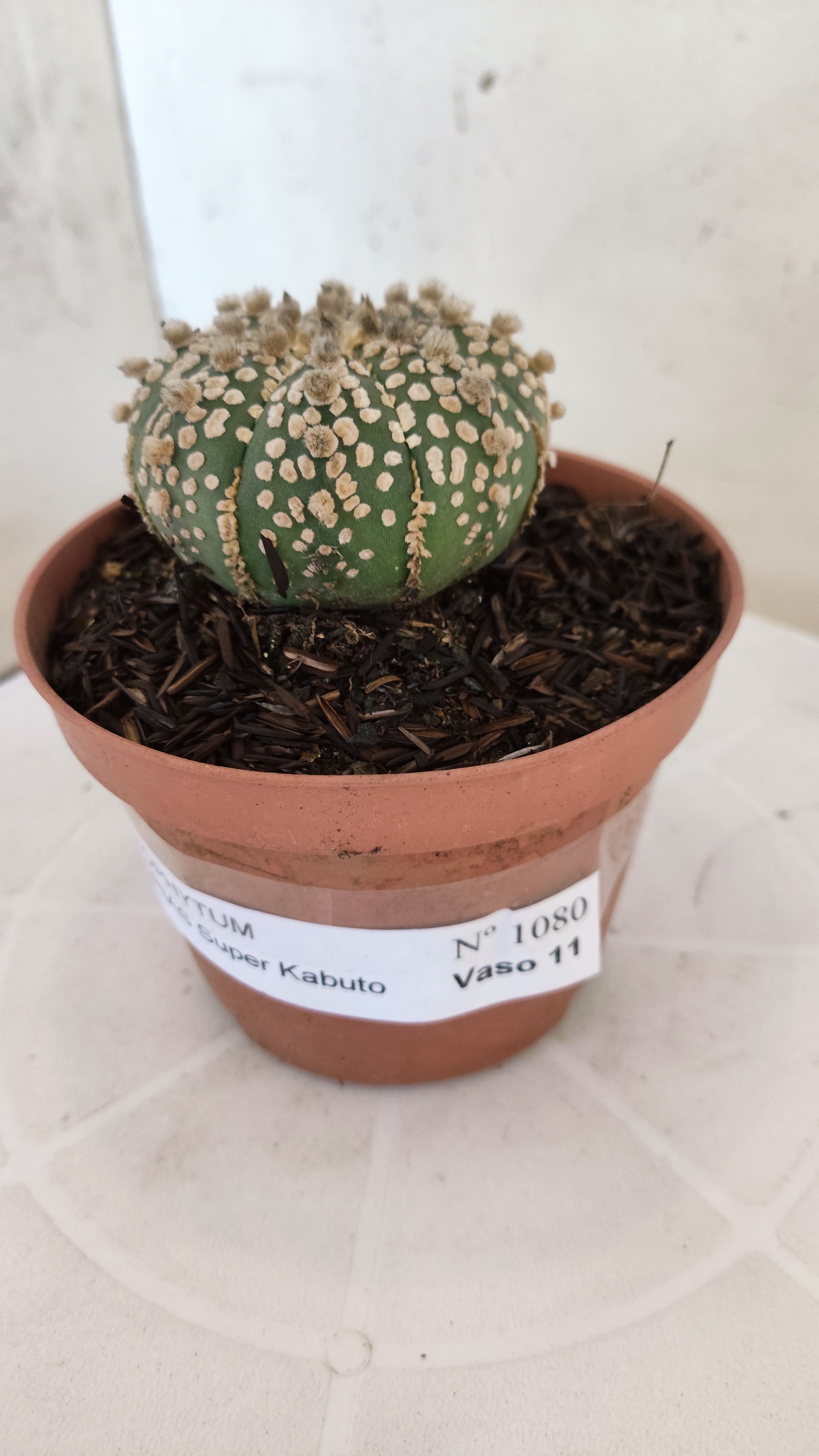 ASTROPHYTUM ASTERIAS "SUPER KABUTO"   Nº 1080 – vaso 11