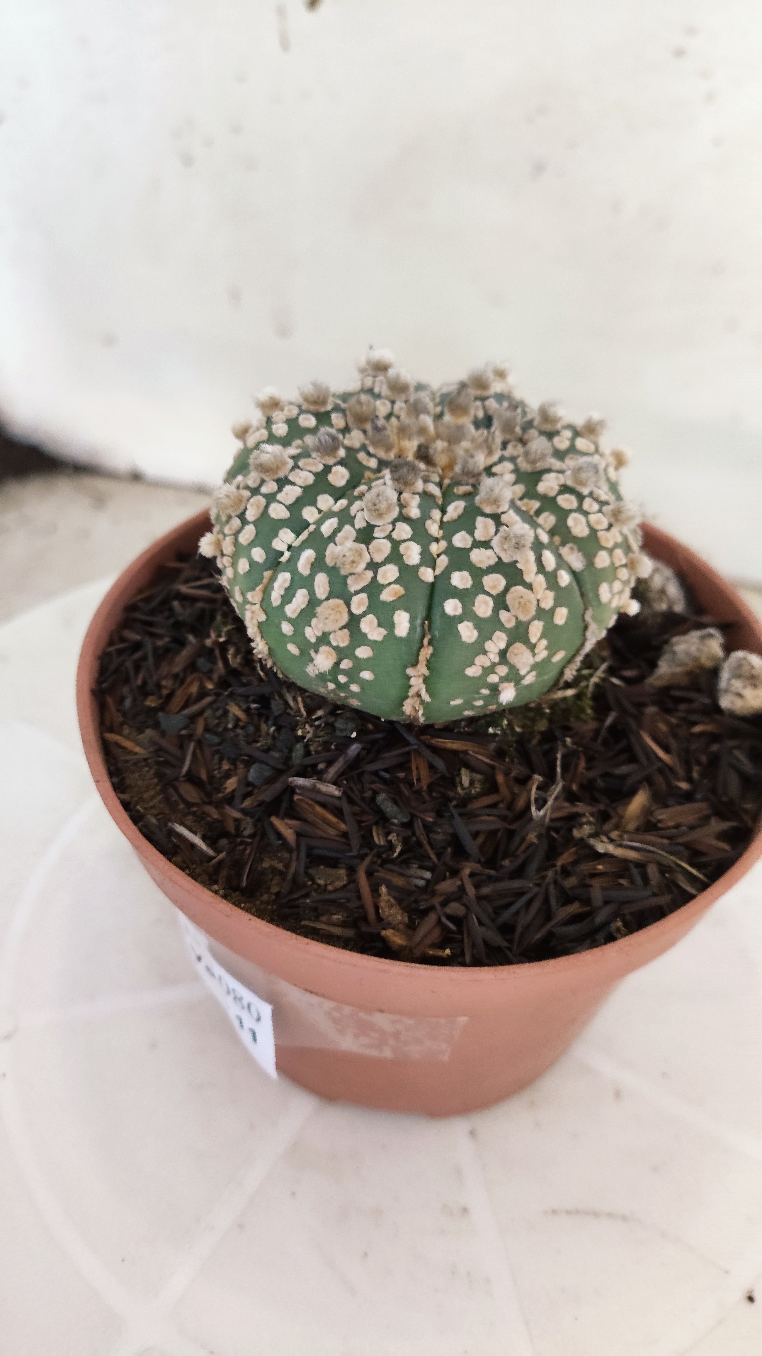 ASTROPHYTUM ASTERIAS "SUPER KABUTO"   Nº 1080 – vaso 11