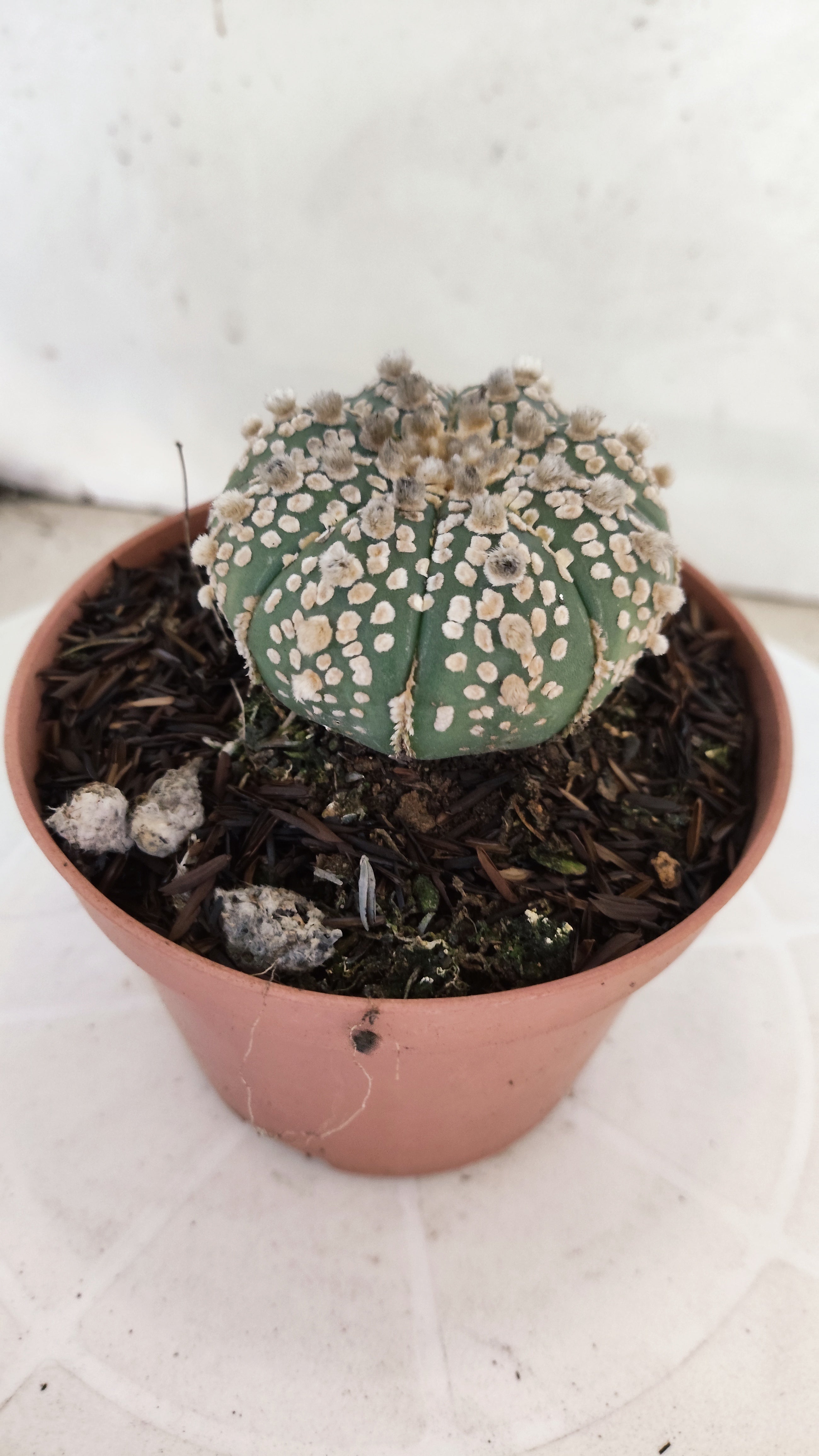 ASTROPHYTUM ASTERIAS "SUPER KABUTO"   Nº 1080 – vaso 11