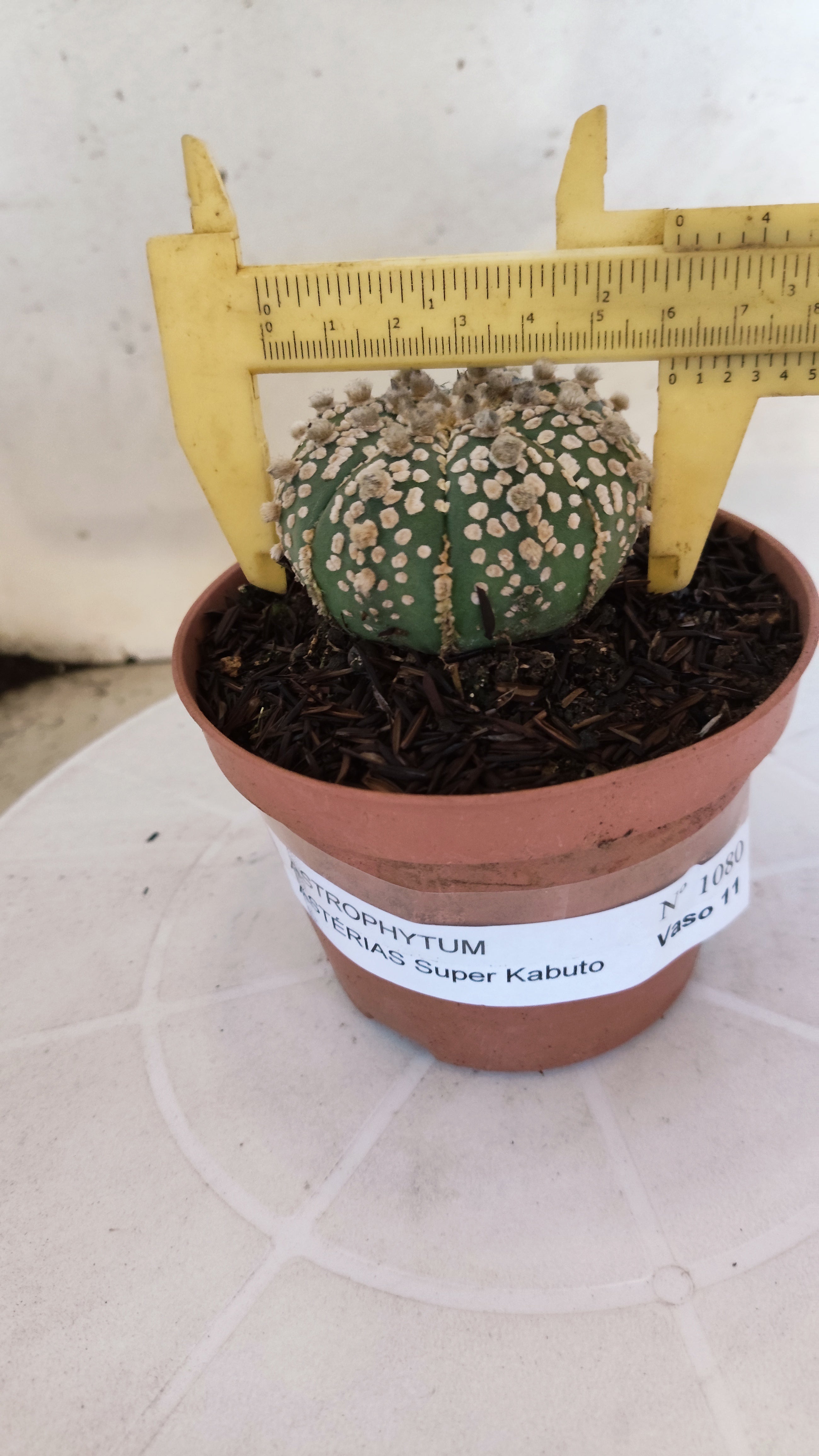ASTROPHYTUM ASTERIAS "SUPER KABUTO"   Nº 1080 – vaso 11