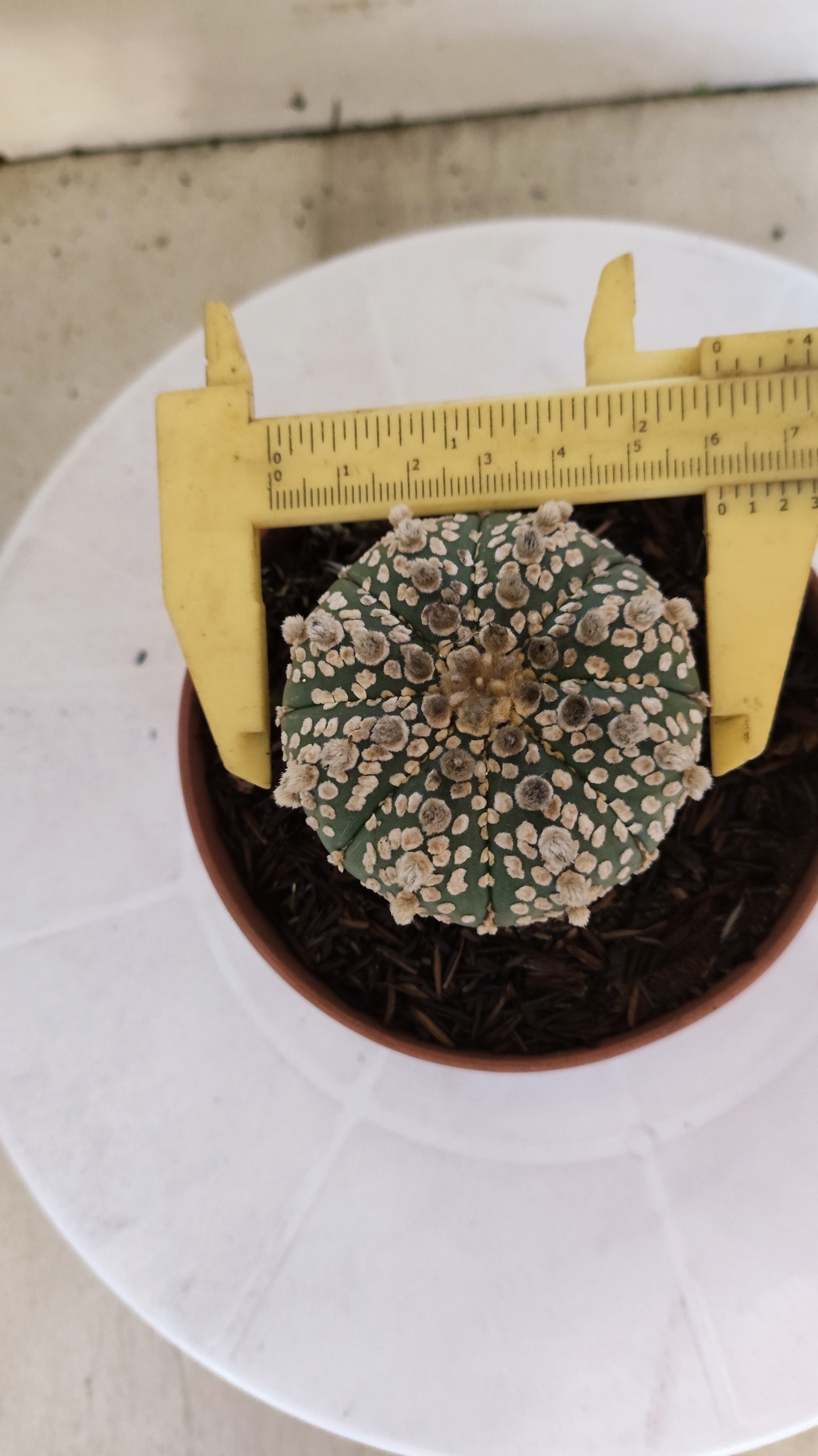 ASTROPHYTUM ASTERIAS "SUPER KABUTO"   Nº 1080 – vaso 11