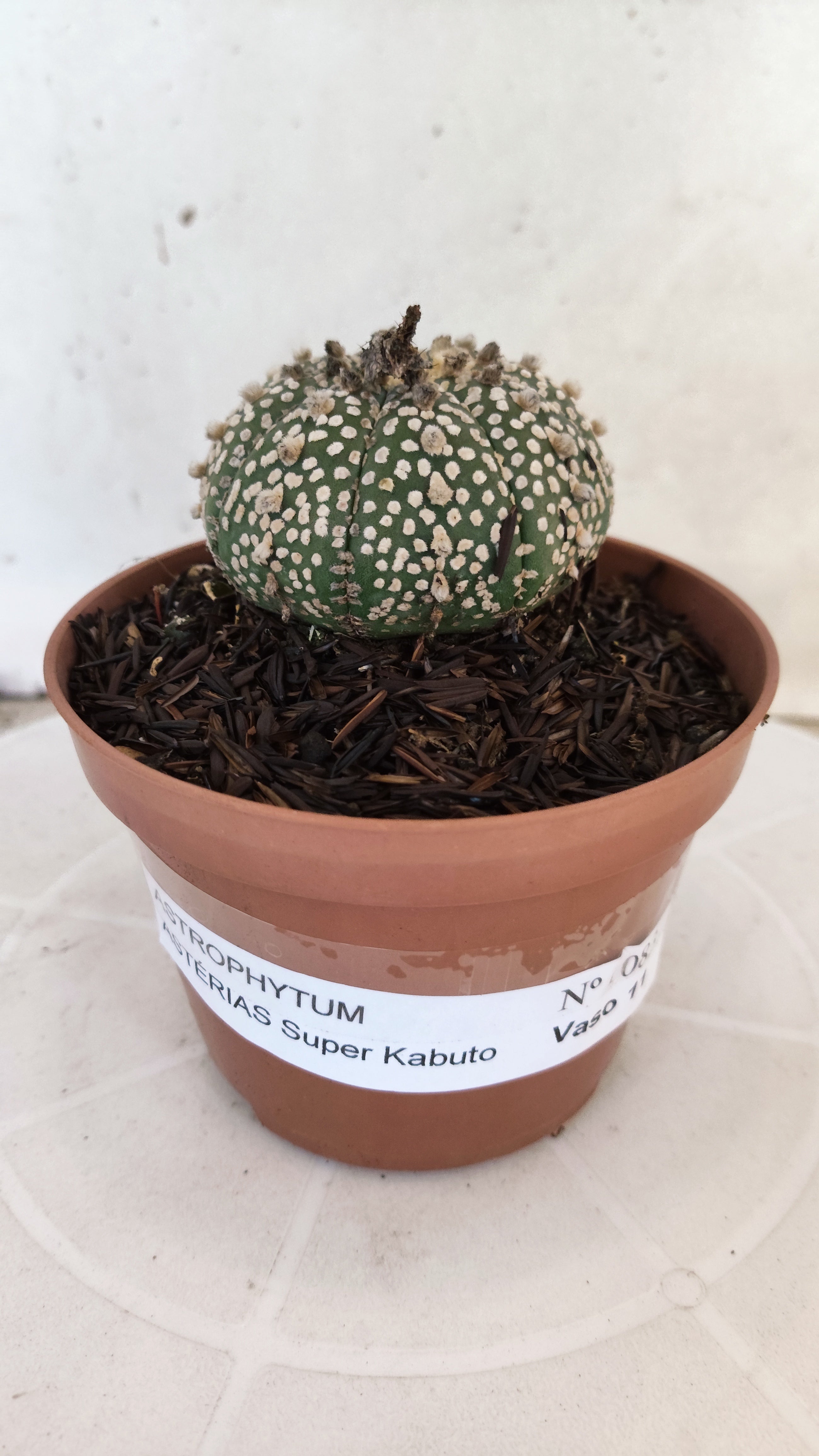 ASTROPHYTUM ASTERIAS "SUPER KABUTO"   Nº 1083 – vaso 11