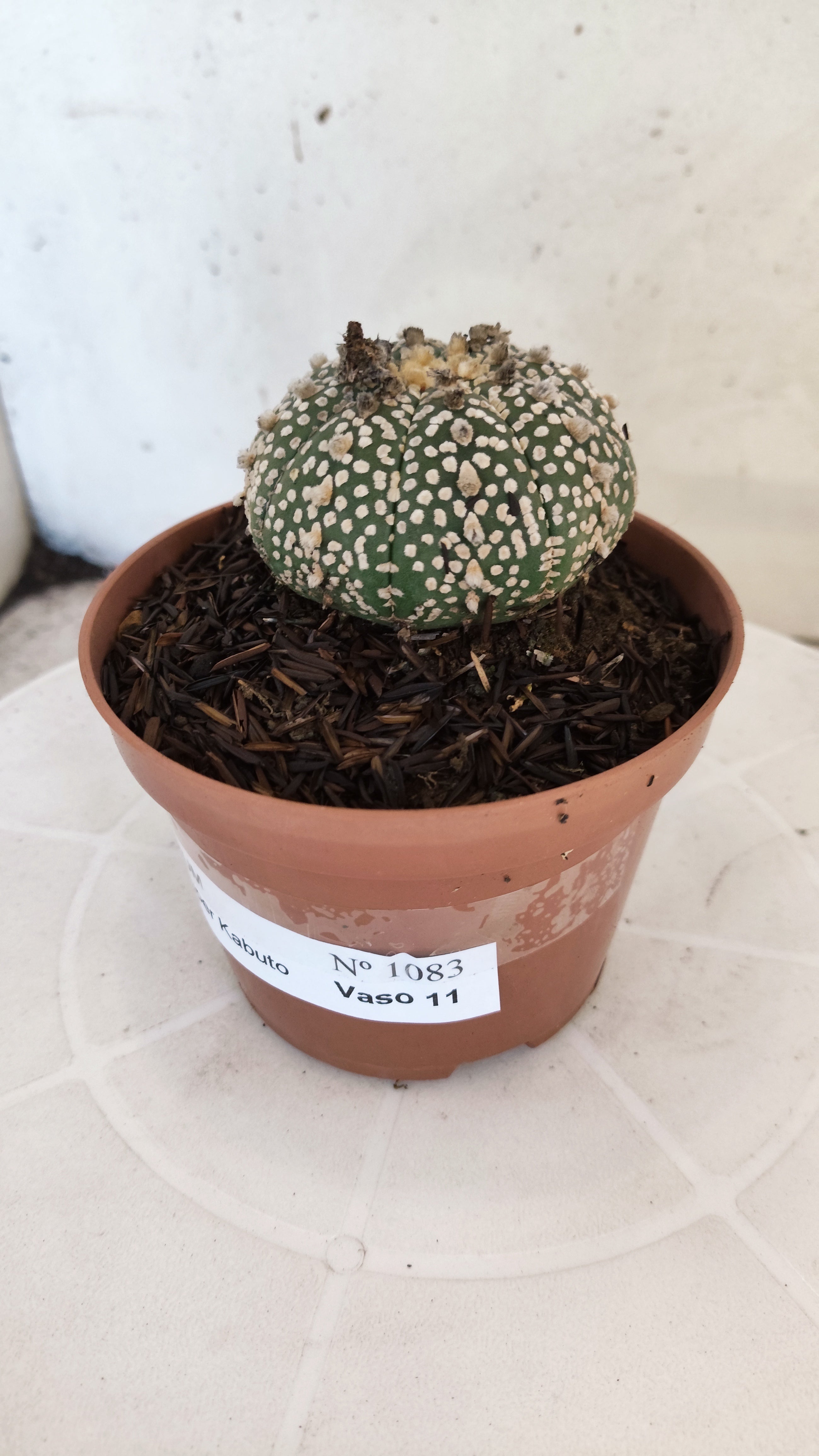ASTROPHYTUM ASTERIAS "SUPER KABUTO"   Nº 1083 – vaso 11