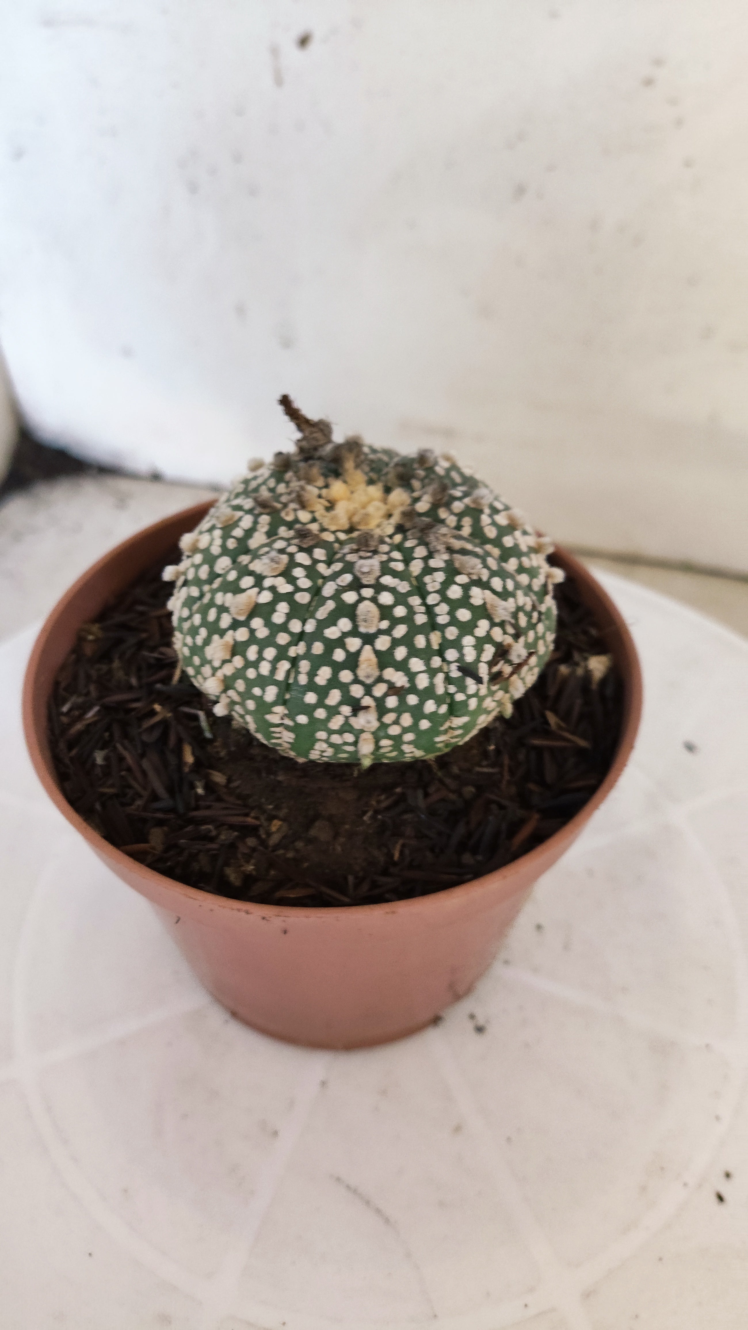 ASTROPHYTUM ASTERIAS "SUPER KABUTO"   Nº 1083 – vaso 11