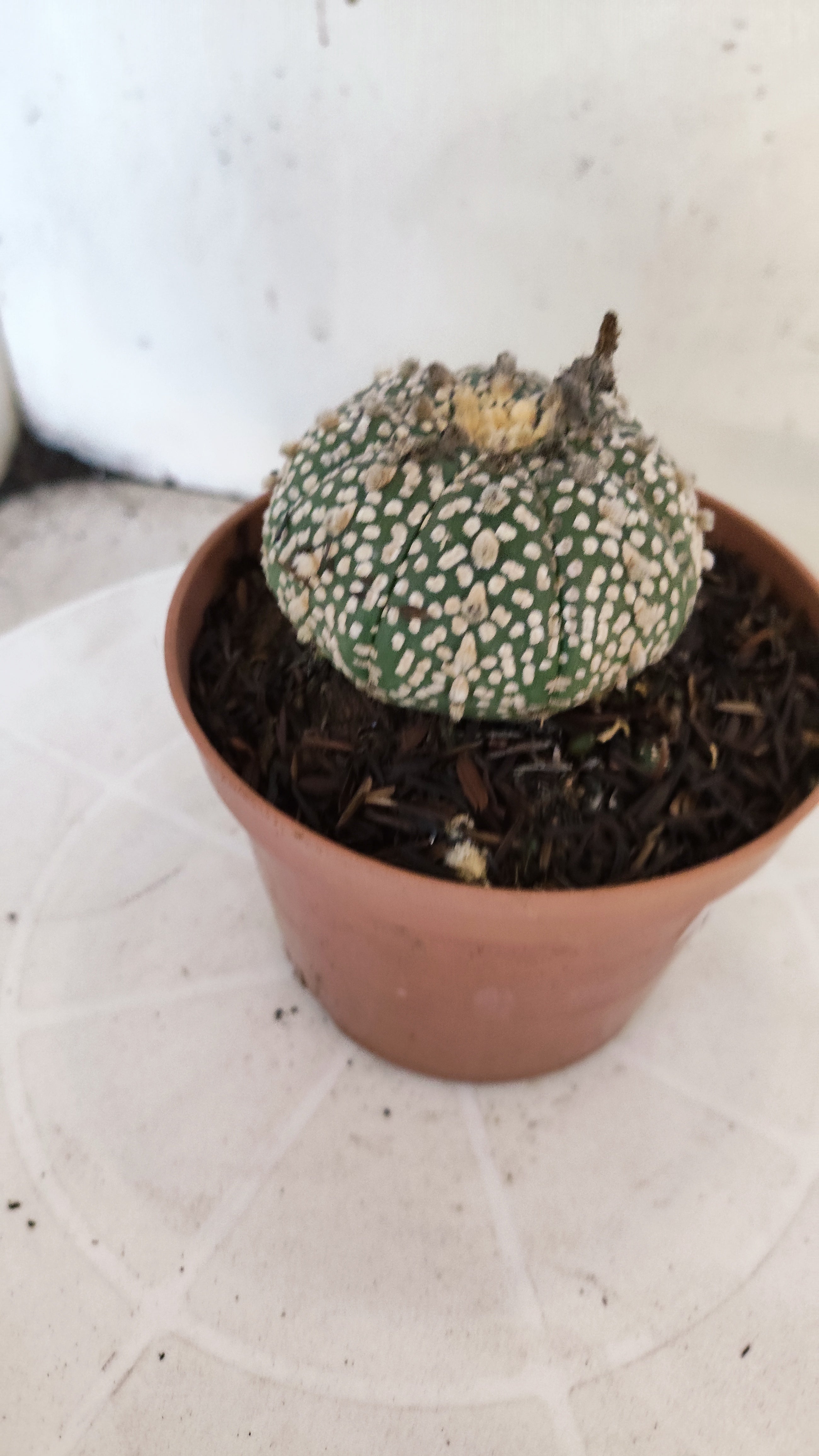 ASTROPHYTUM ASTERIAS "SUPER KABUTO"   Nº 1083 – vaso 11