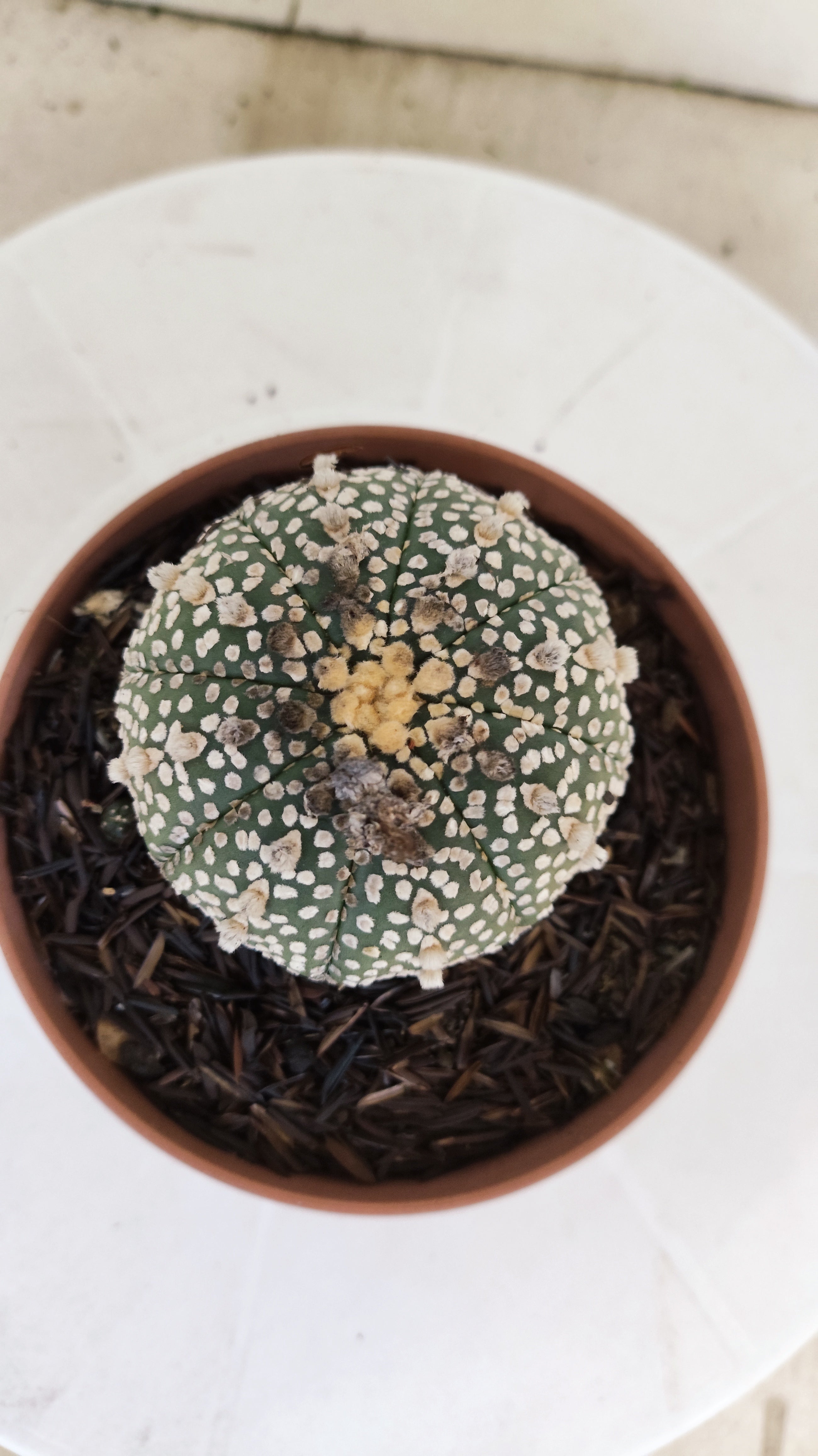 ASTROPHYTUM ASTERIAS "SUPER KABUTO"   Nº 1083 – vaso 11