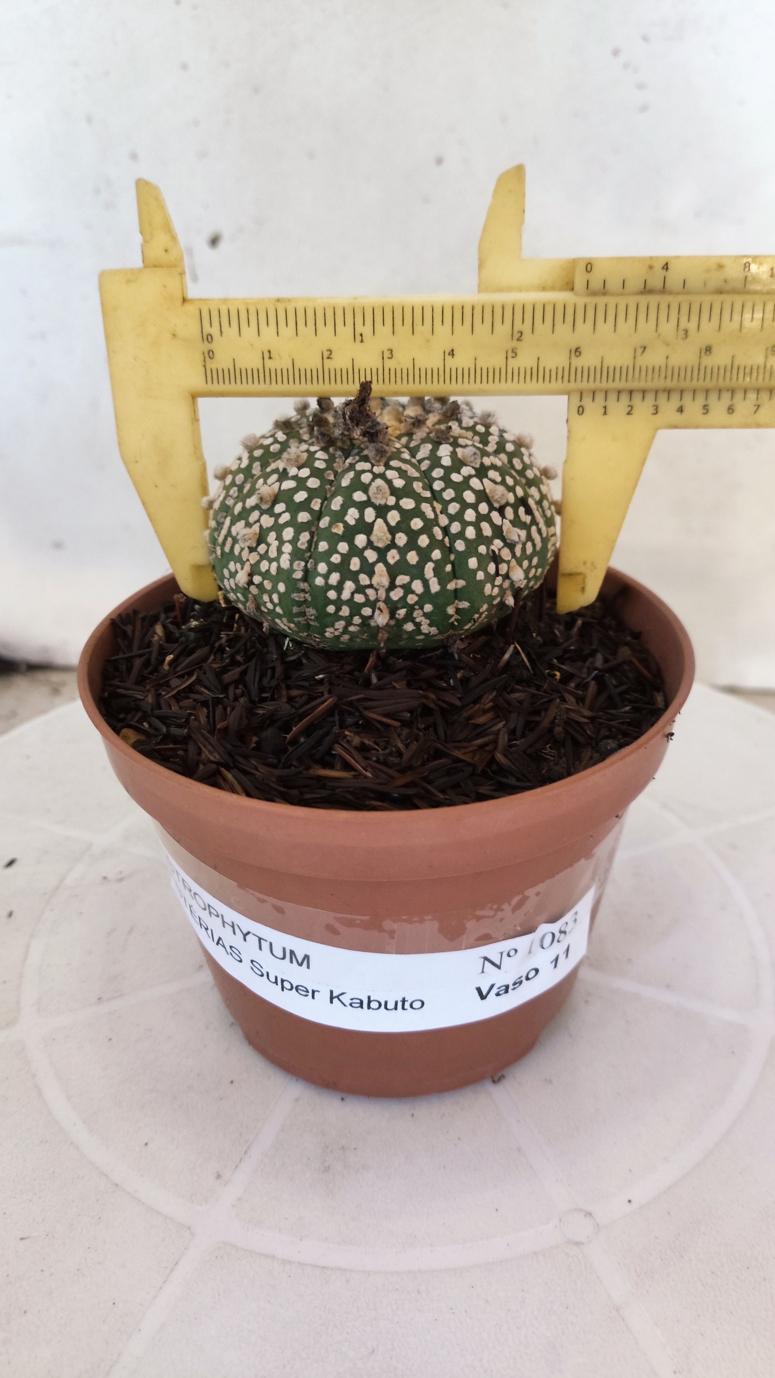 ASTROPHYTUM ASTERIAS "SUPER KABUTO"   Nº 1083 – vaso 11
