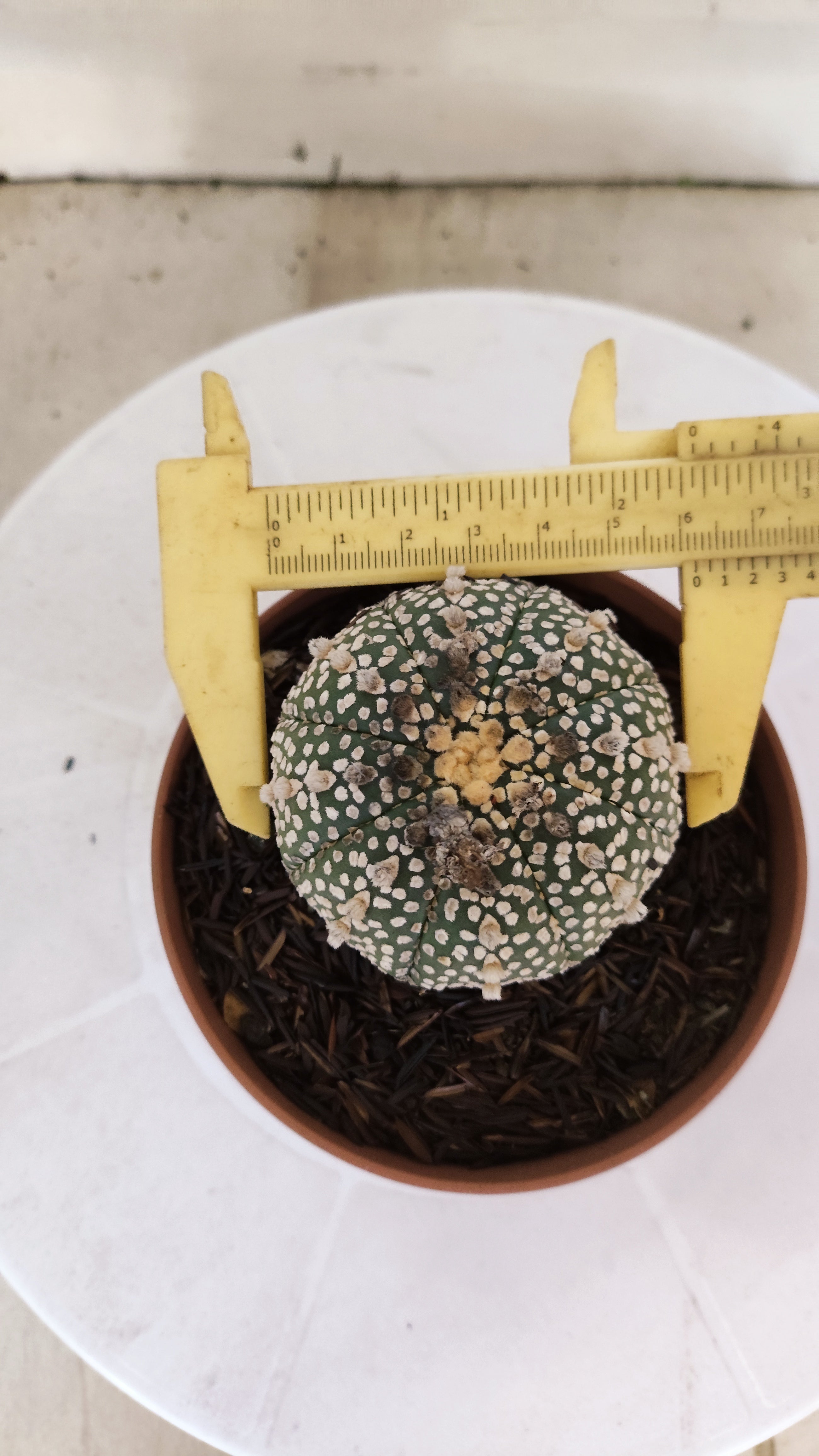ASTROPHYTUM ASTERIAS "SUPER KABUTO"   Nº 1083 – vaso 11