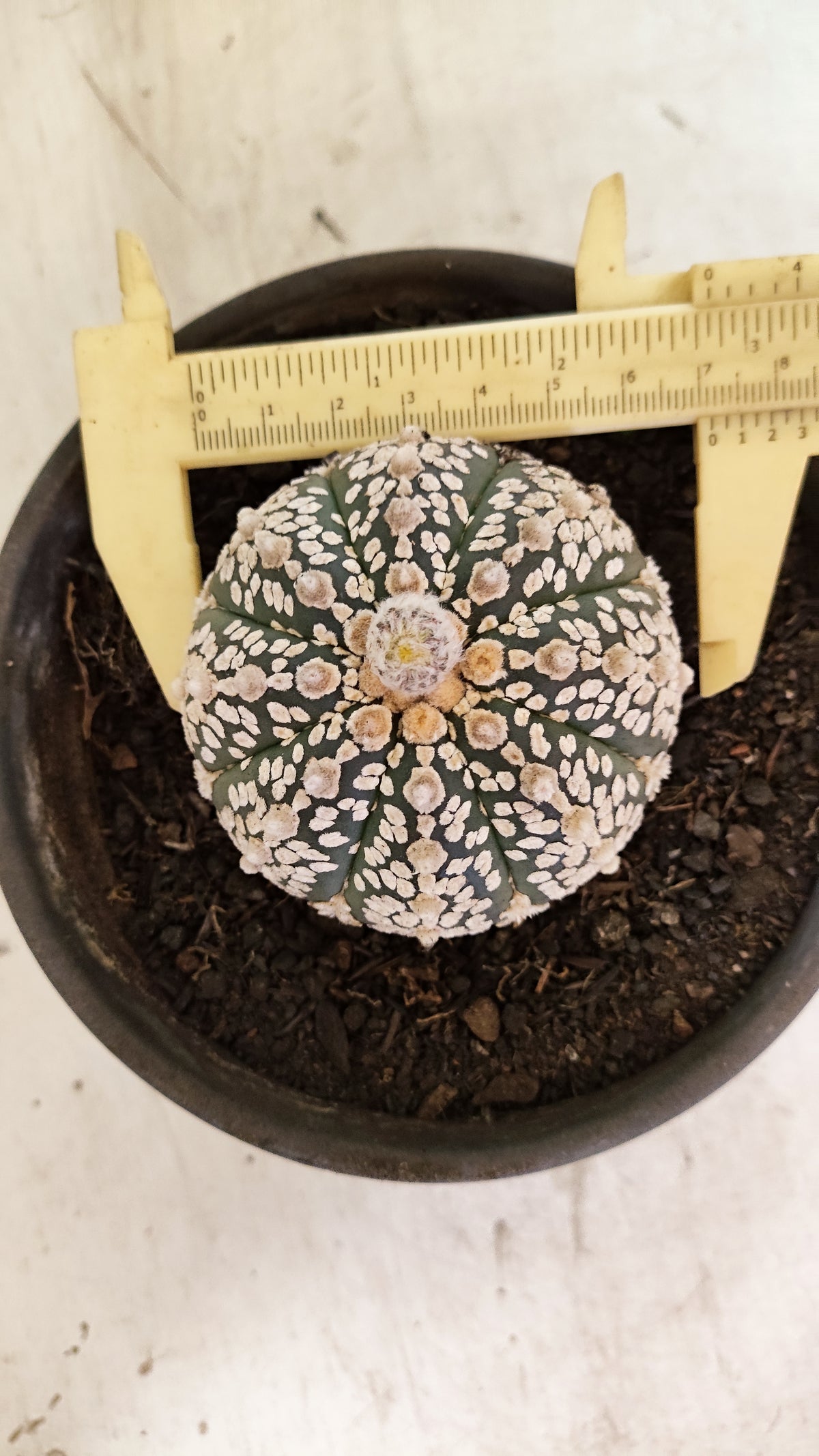 ASTROPHYTUM ASTERIAS "SUPER KABUTO"  Nº 1083 – vaso 11
