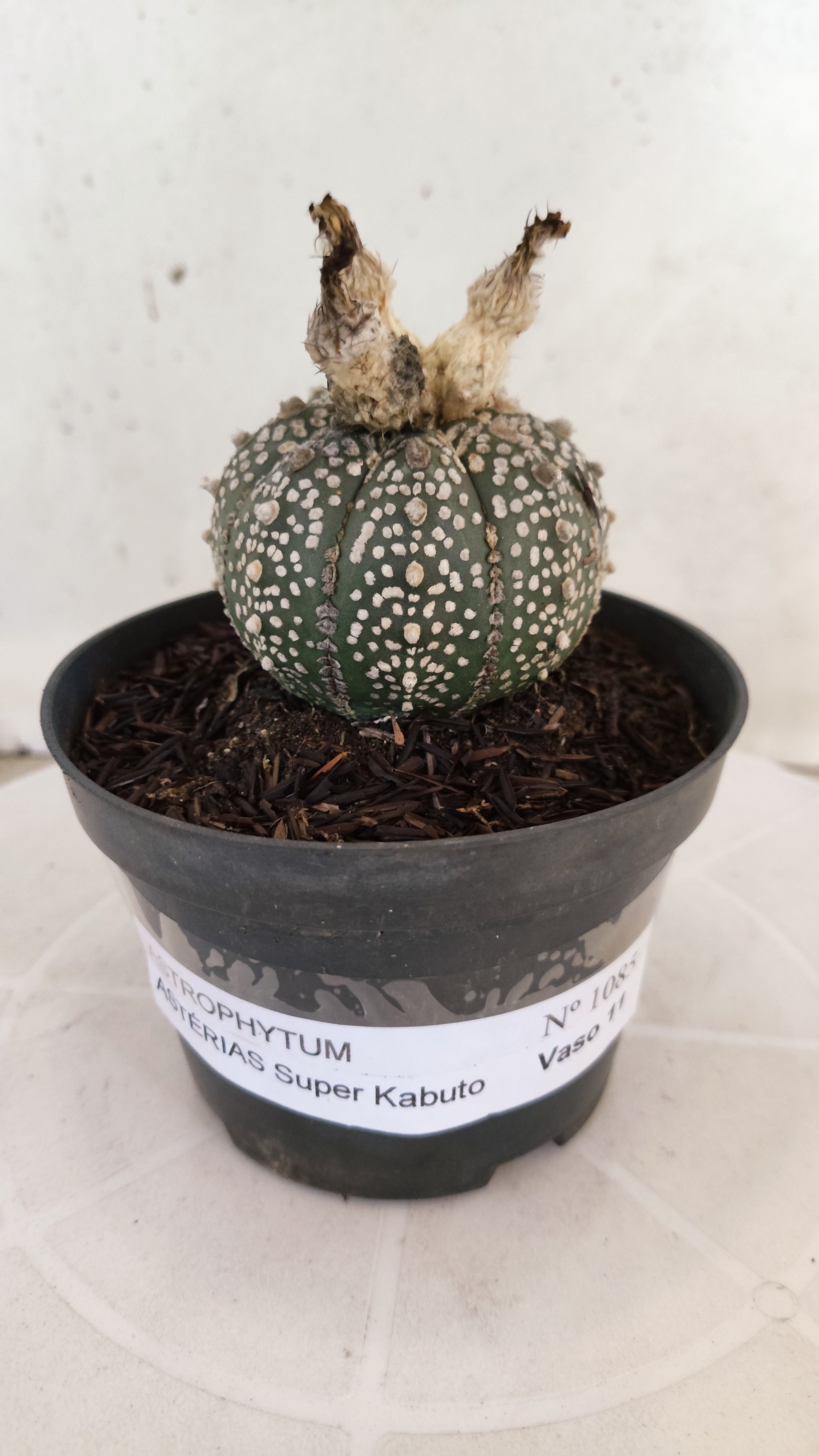 ASTROPHYTUM ASTERIAS "SUPER KABUTO"   Nº 1085 – vaso 11