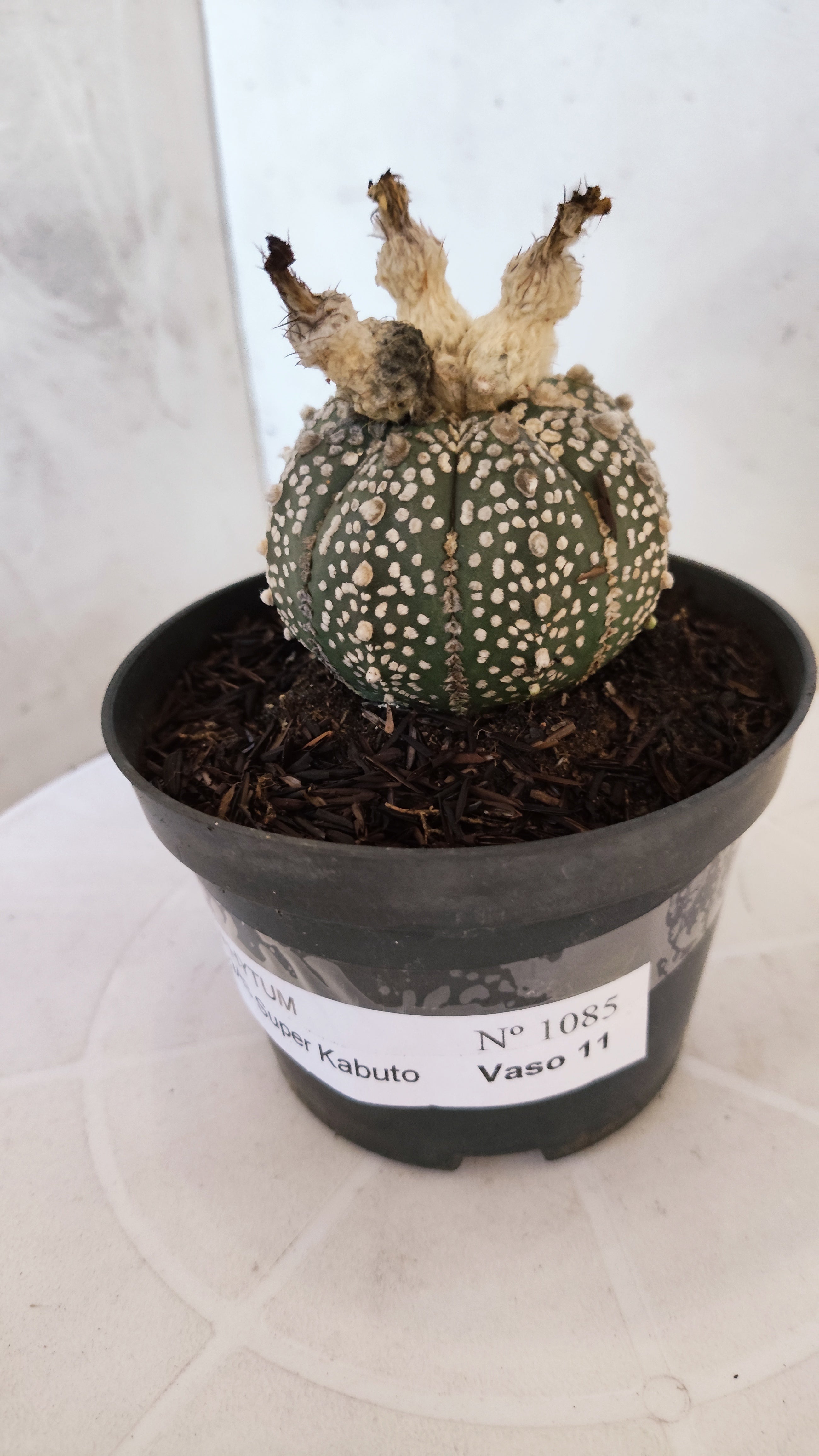 ASTROPHYTUM ASTERIAS "SUPER KABUTO"   Nº 1085 – vaso 11