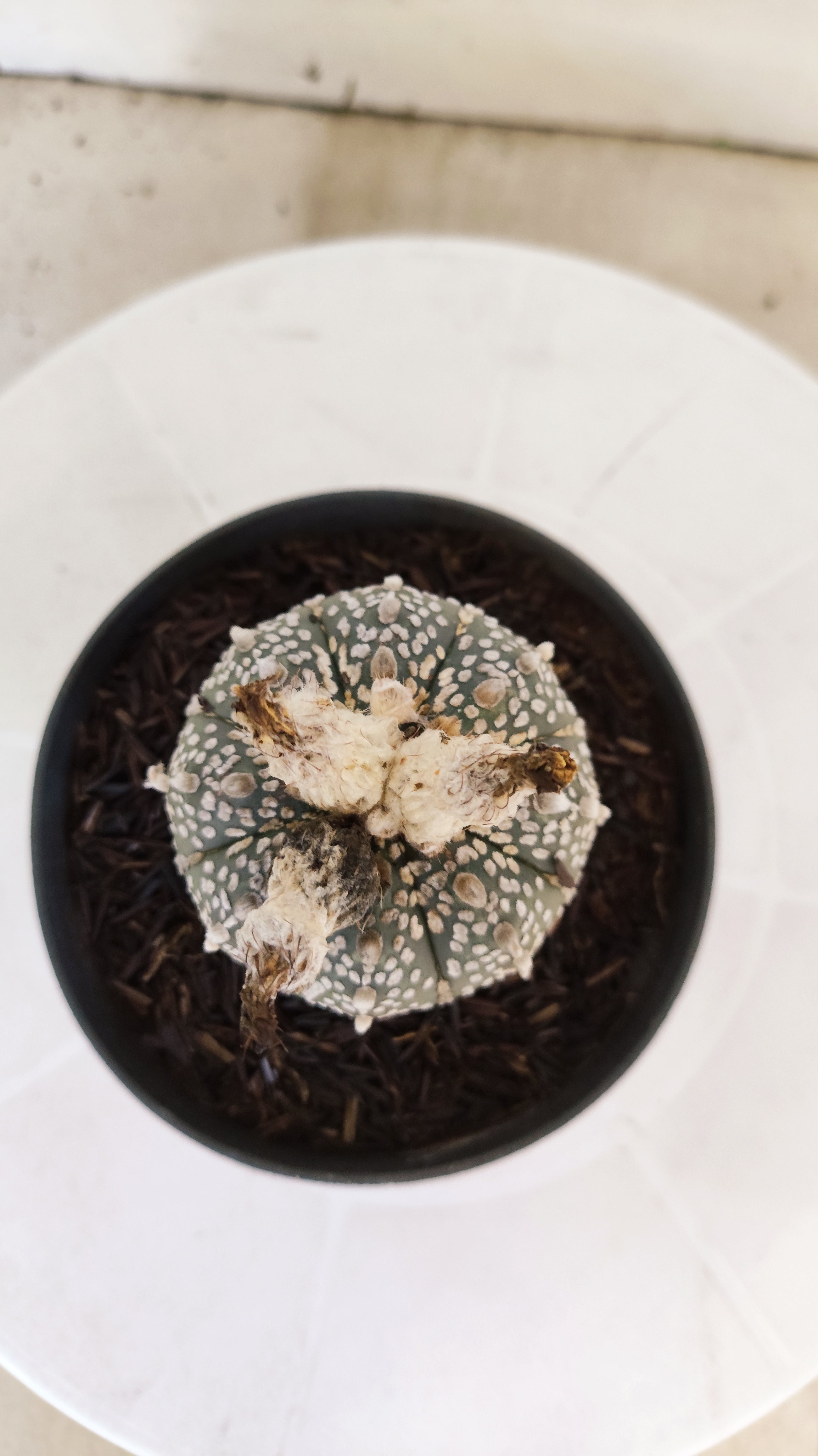 ASTROPHYTUM ASTERIAS "SUPER KABUTO"   Nº 1085 – vaso 11