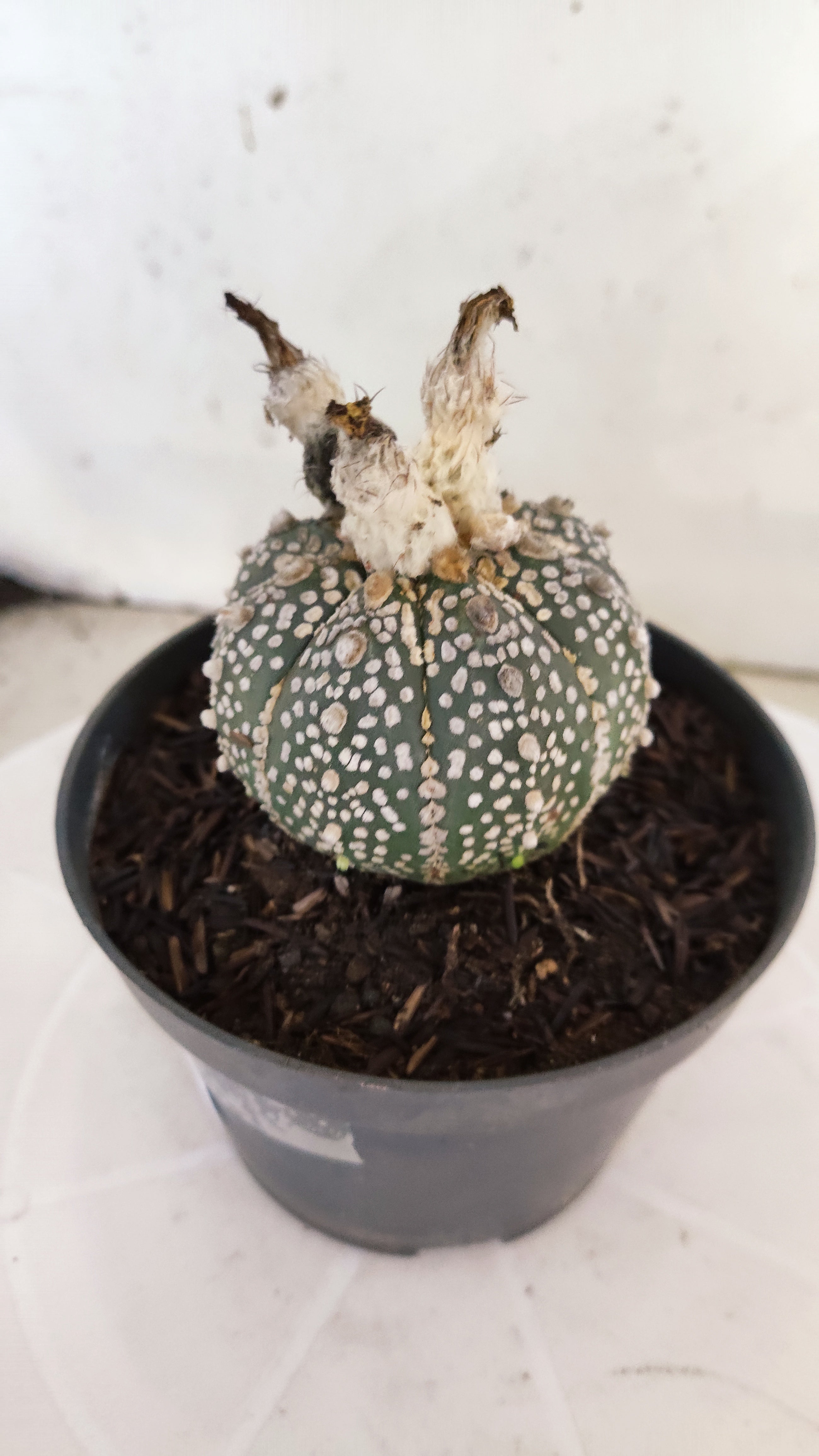 ASTROPHYTUM ASTERIAS "SUPER KABUTO"   Nº 1085 – vaso 11