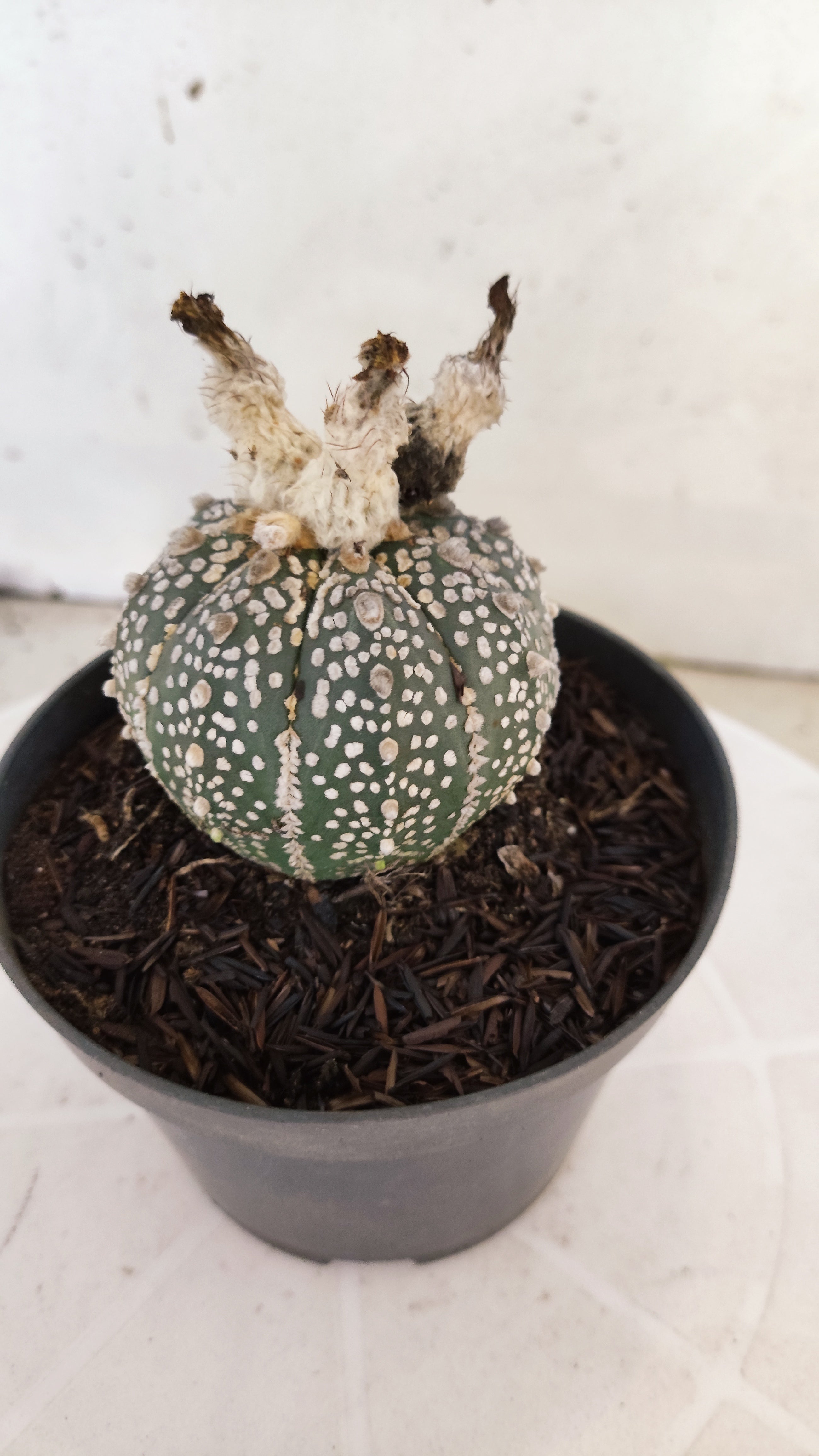 ASTROPHYTUM ASTERIAS "SUPER KABUTO"   Nº 1085 – vaso 11