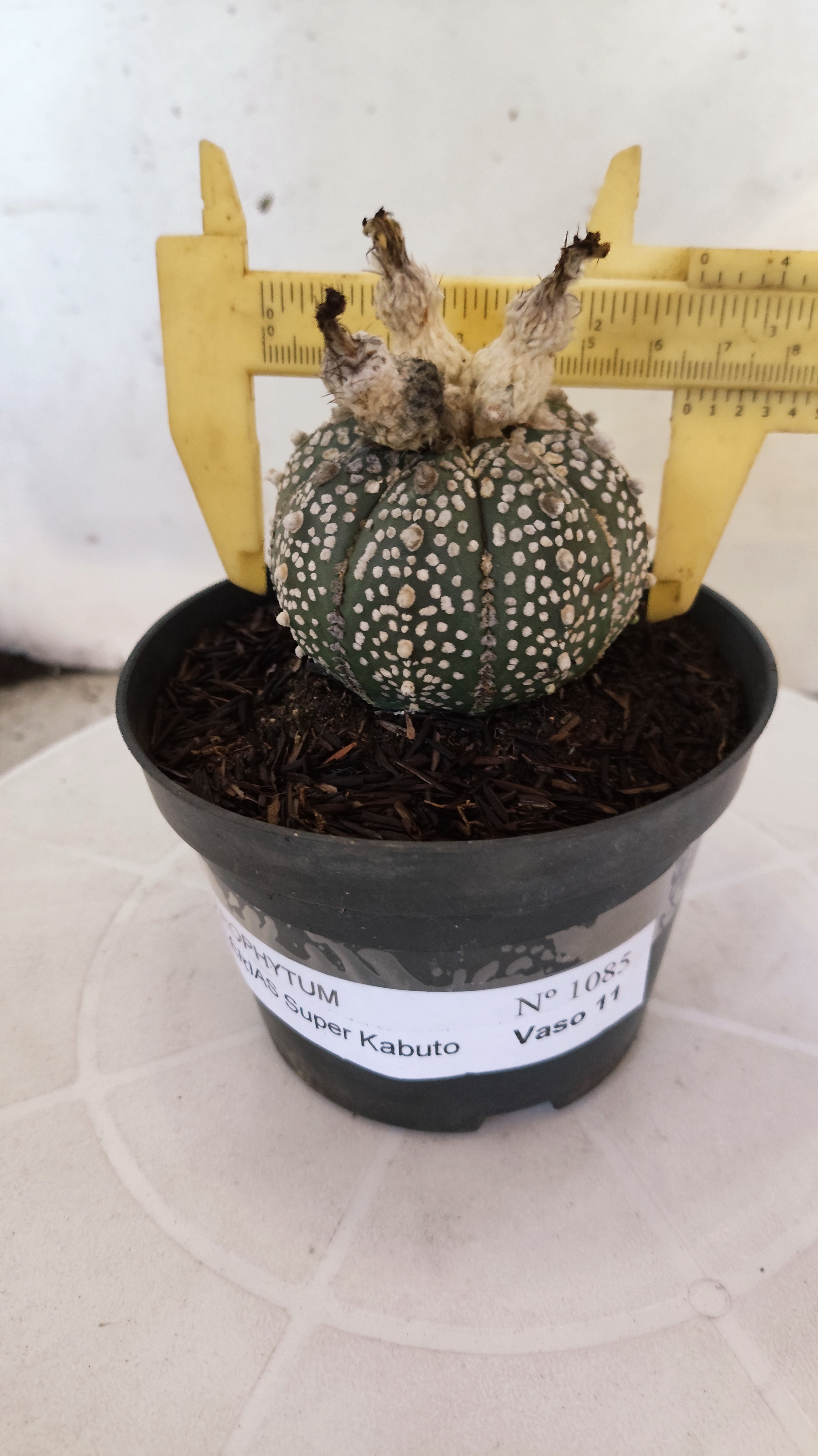 ASTROPHYTUM ASTERIAS "SUPER KABUTO"   Nº 1085 – vaso 11