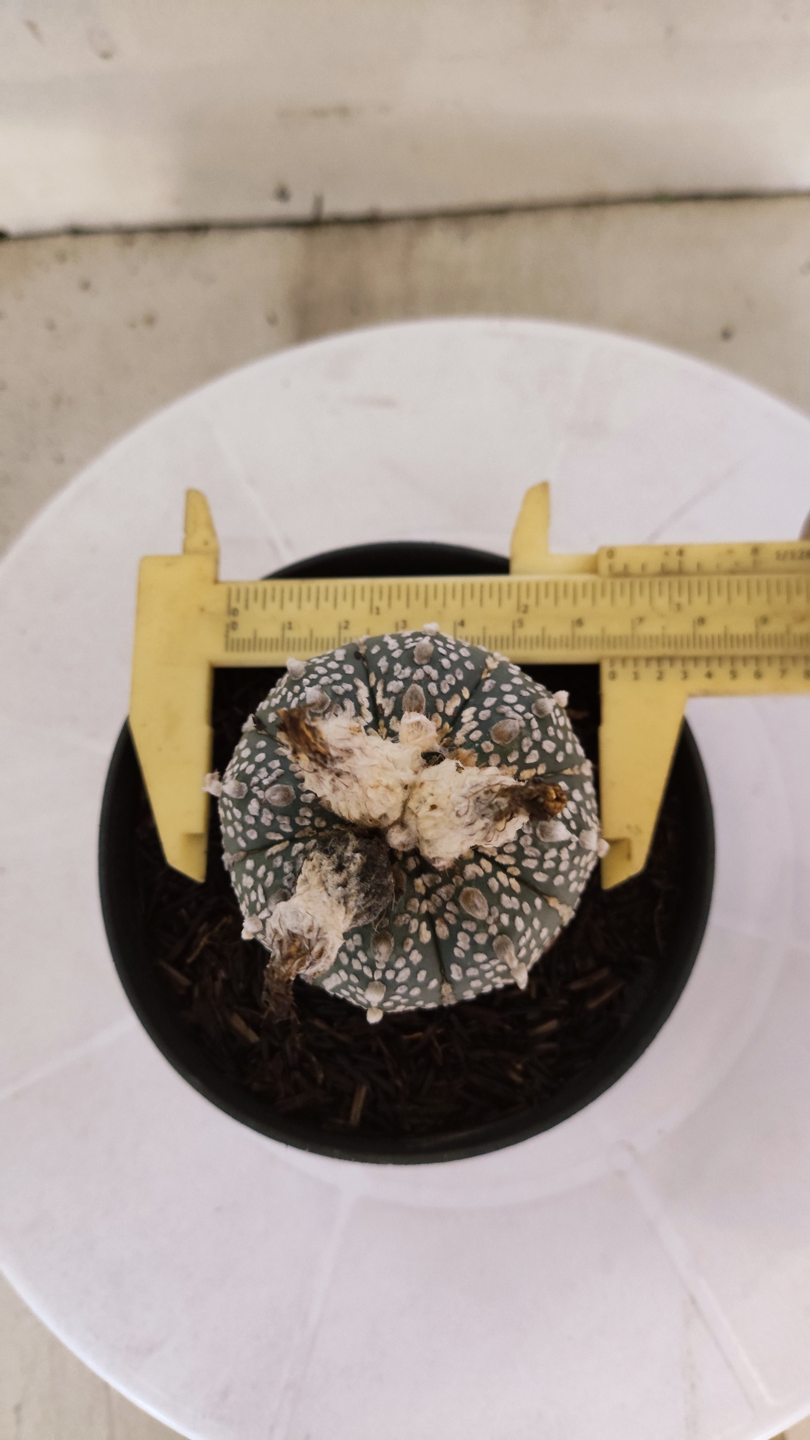 ASTROPHYTUM ASTERIAS "SUPER KABUTO"   Nº 1085 – vaso 11