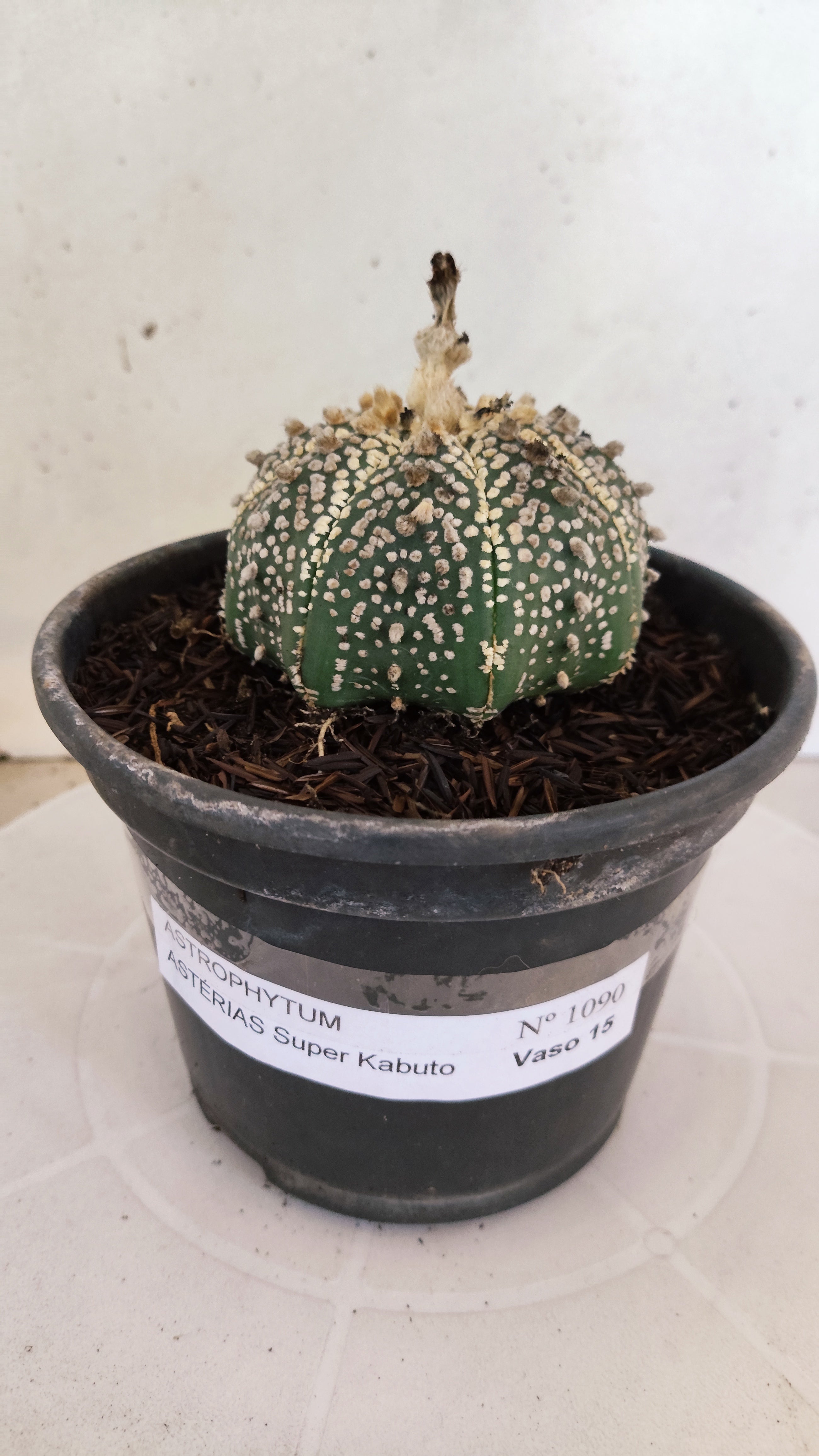 ASTROPHYTUM ASTERIAS "SUPER KABUTO"   Nº 1090 – vaso 15