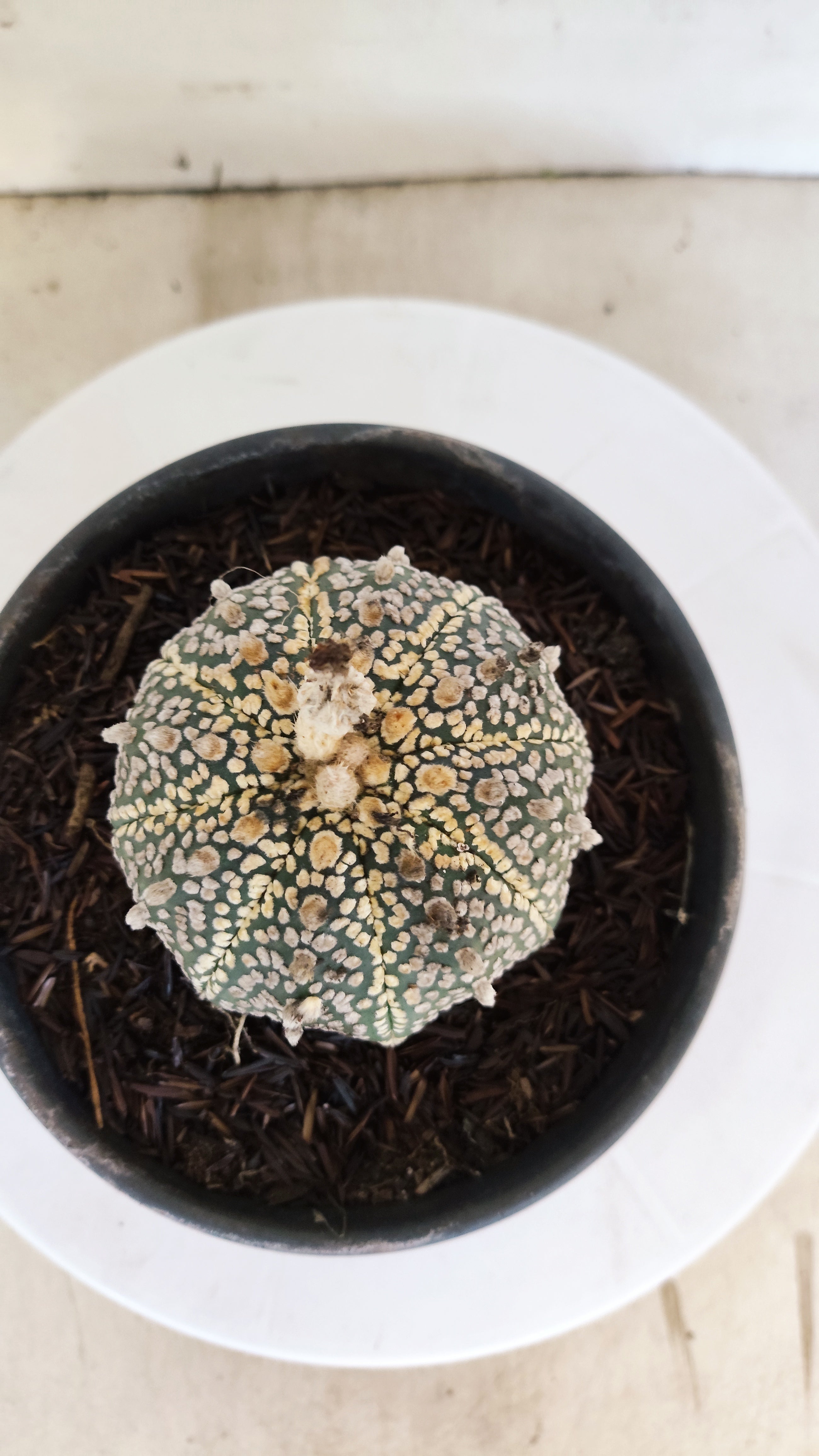 ASTROPHYTUM ASTERIAS "SUPER KABUTO"   Nº 1090 – vaso 15