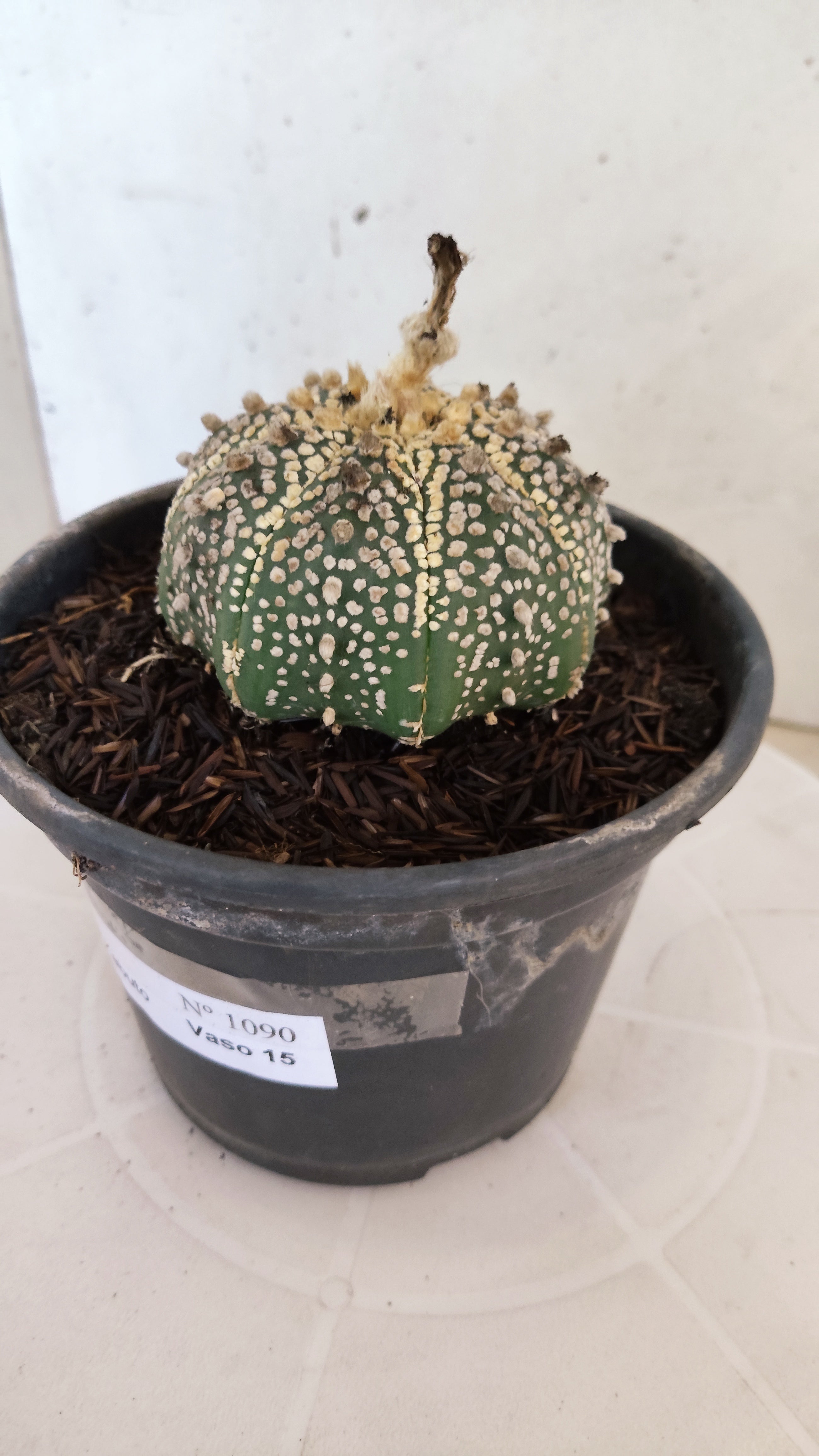 ASTROPHYTUM ASTERIAS "SUPER KABUTO"   Nº 1090 – vaso 15
