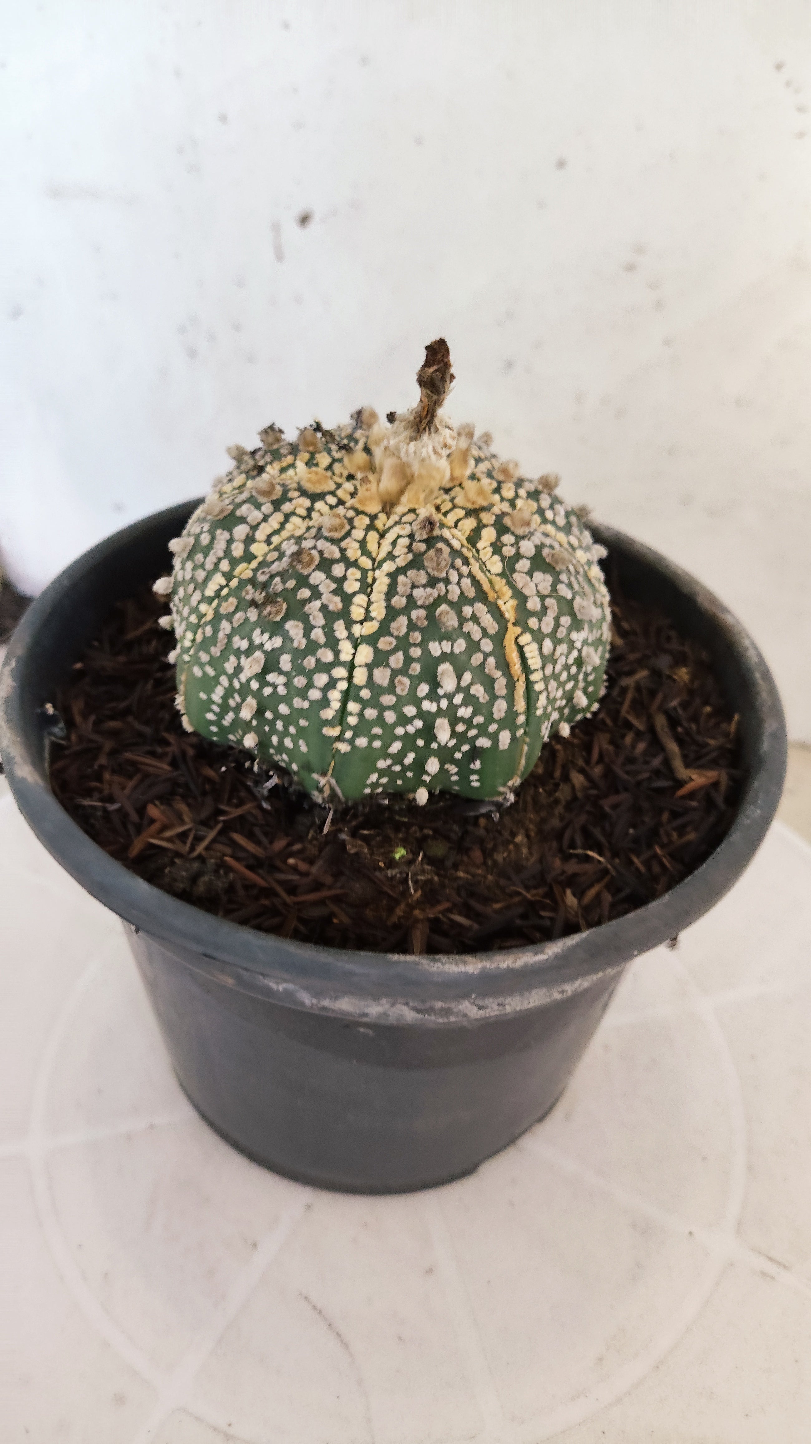 ASTROPHYTUM ASTERIAS "SUPER KABUTO"   Nº 1090 – vaso 15