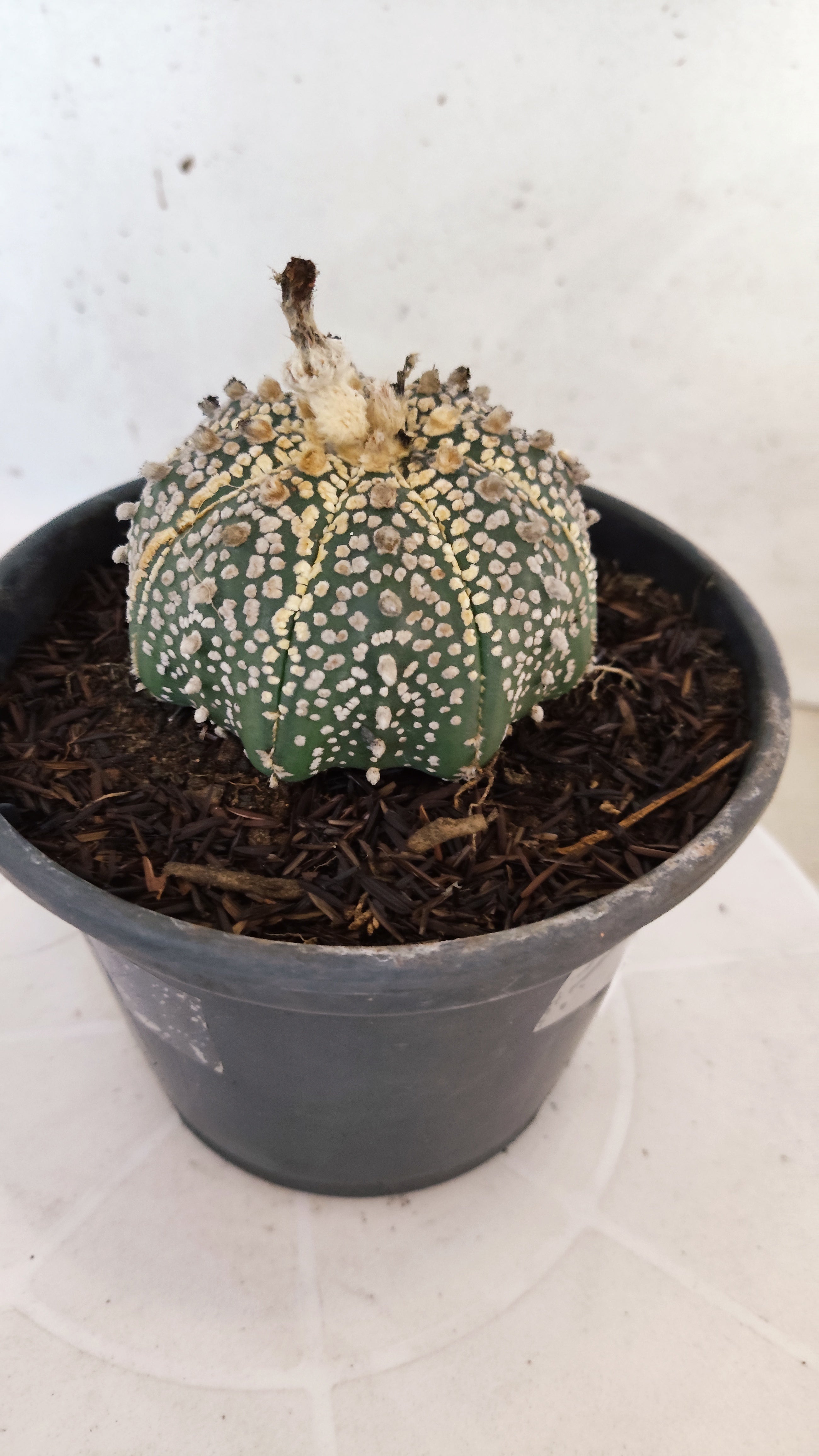 ASTROPHYTUM ASTERIAS "SUPER KABUTO"   Nº 1090 – vaso 15