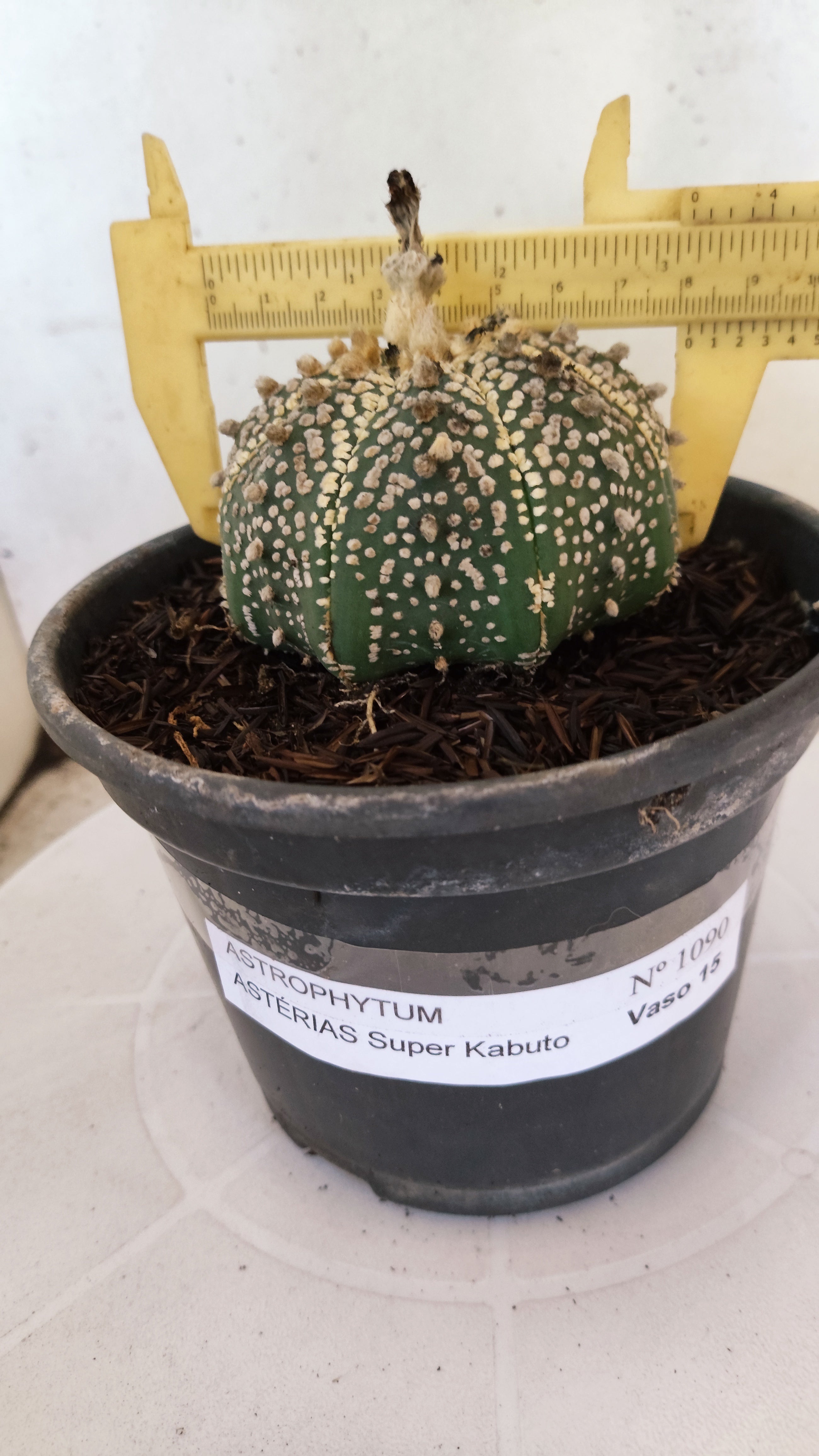 ASTROPHYTUM ASTERIAS "SUPER KABUTO"   Nº 1090 – vaso 15