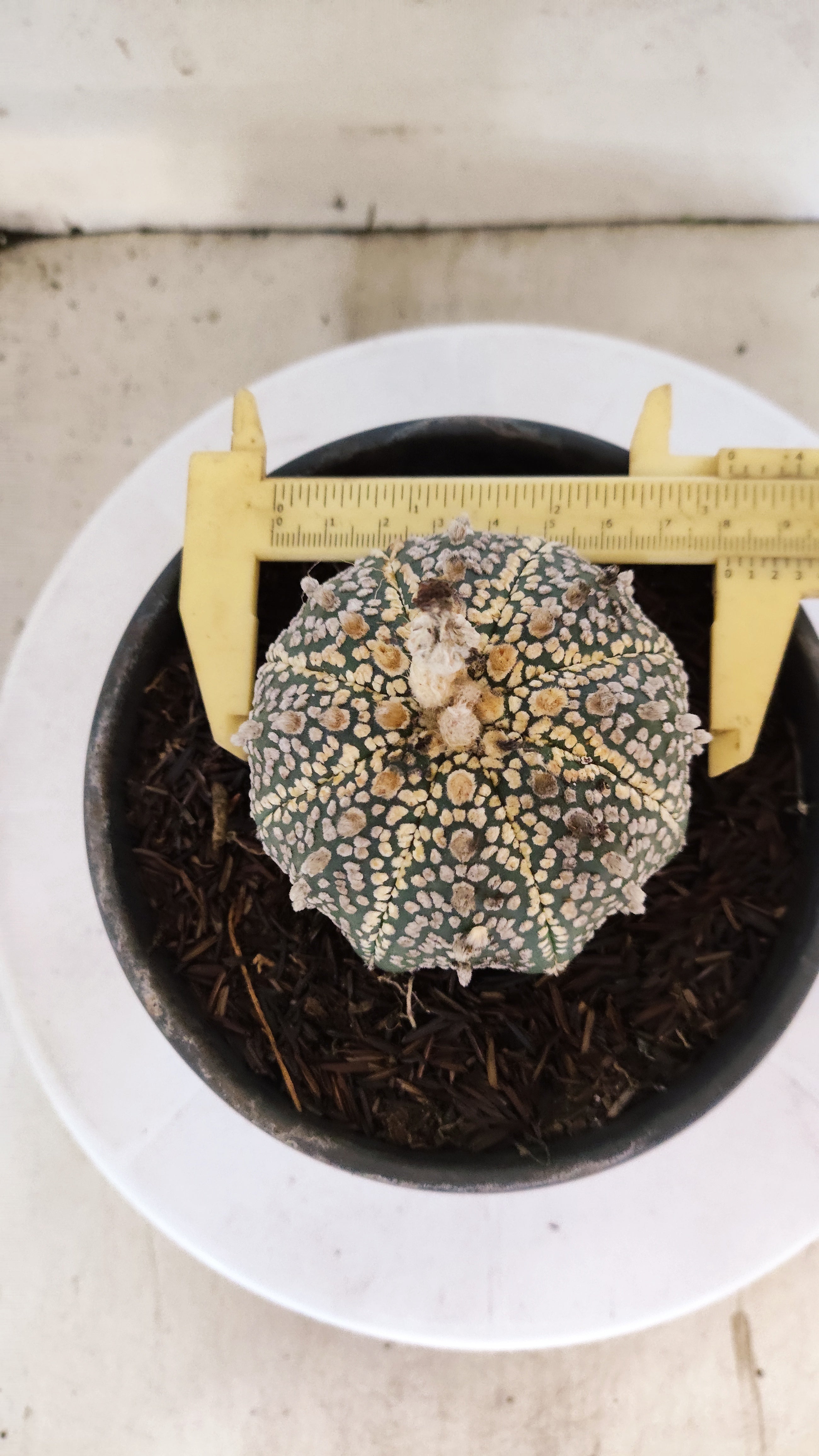 ASTROPHYTUM ASTERIAS "SUPER KABUTO"   Nº 1090 – vaso 15