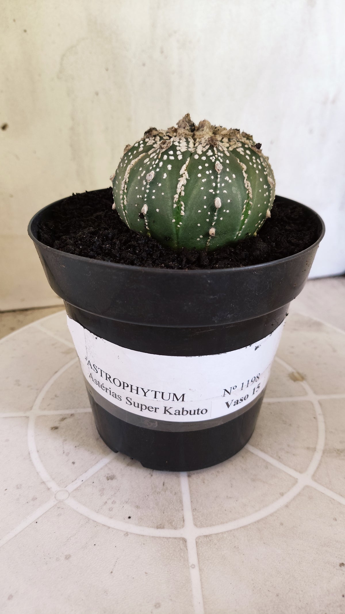 ASTROPHYTUM ASTERIAS SUPER KABUTO Nº 1198 – vaso 15