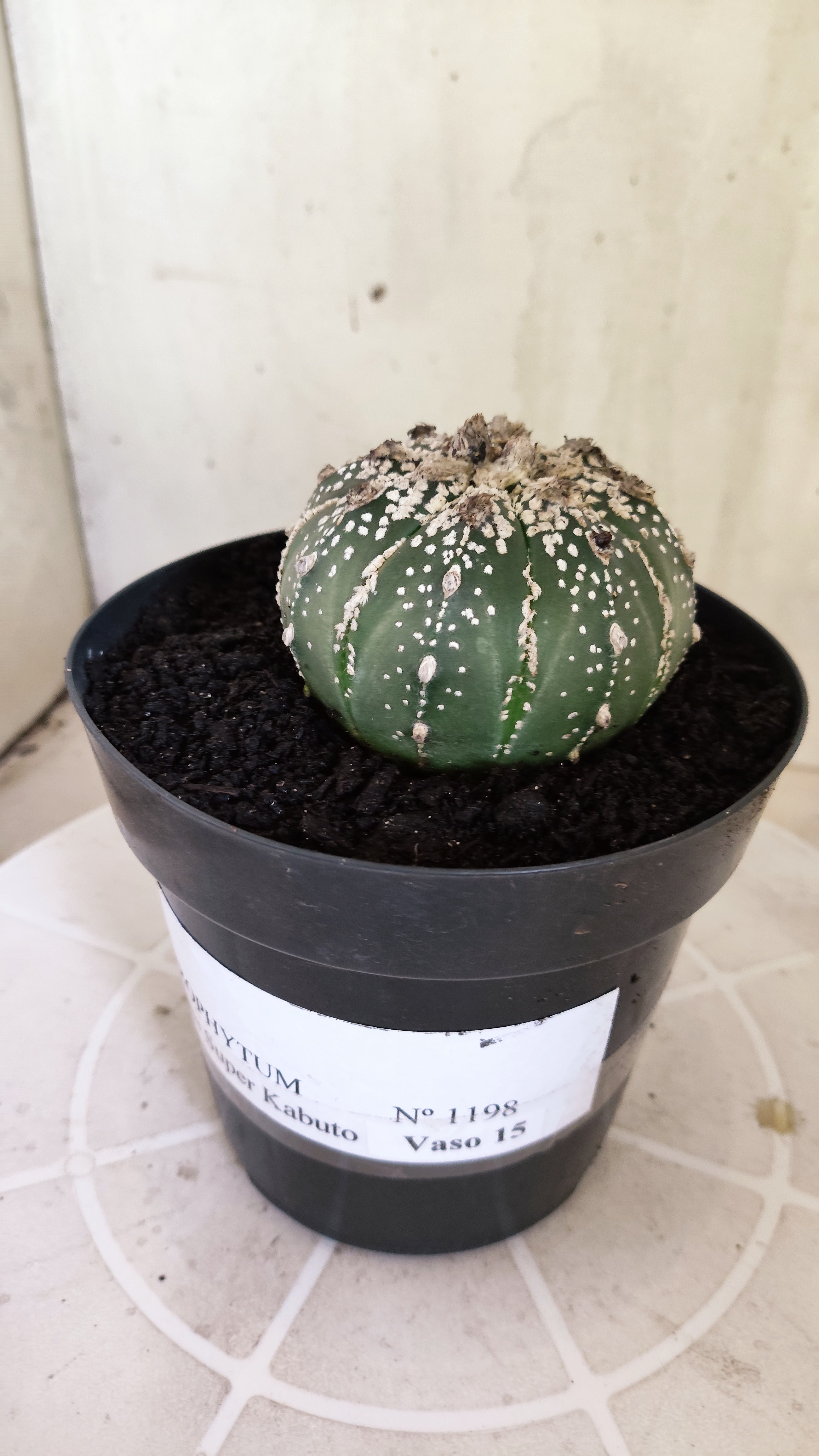 ASTROPHYTUM ASTERIAS SUPER KABUTO Nº 1198 – vaso 15