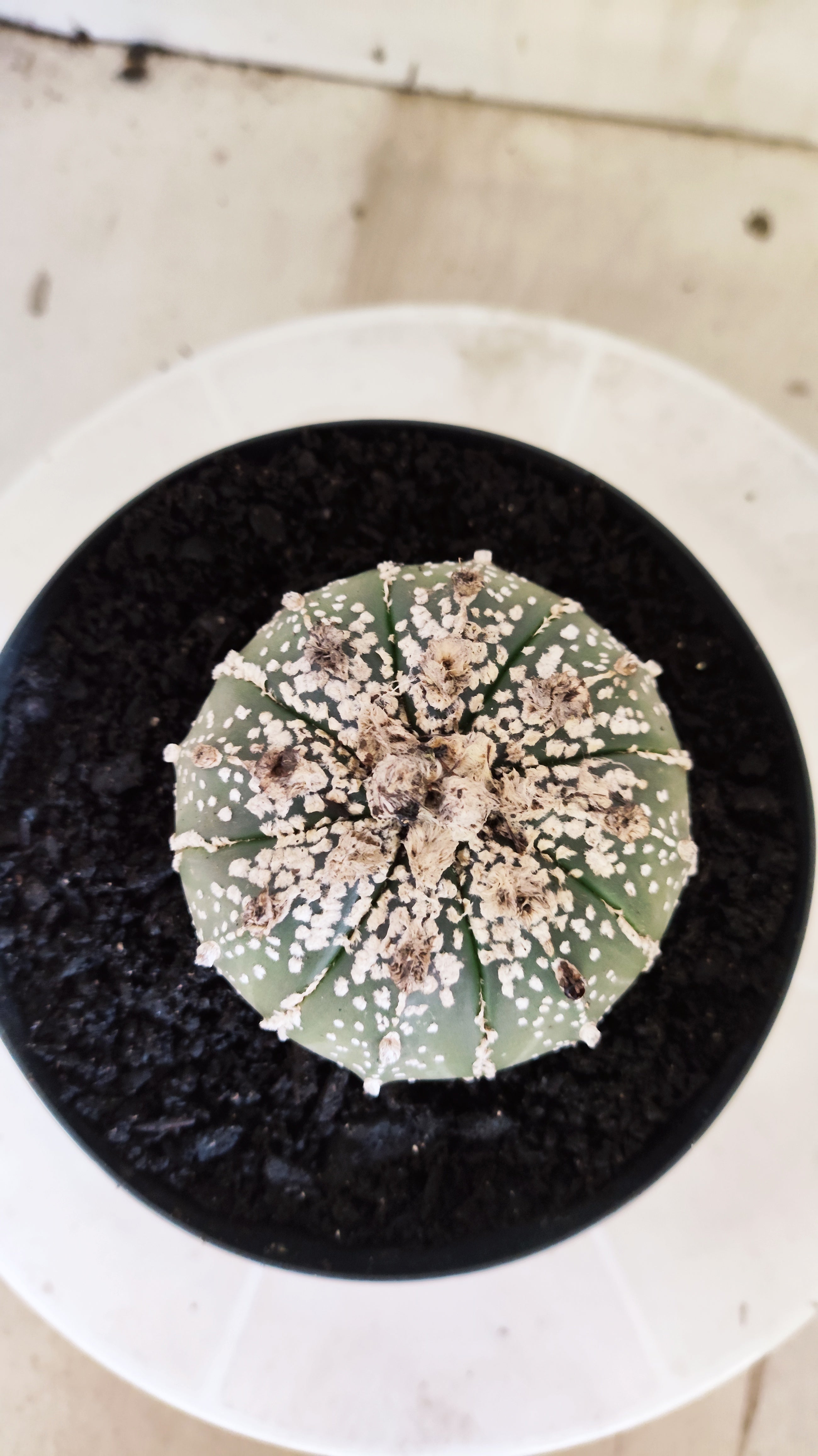 ASTROPHYTUM ASTERIAS SUPER KABUTO Nº 1198 – vaso 15