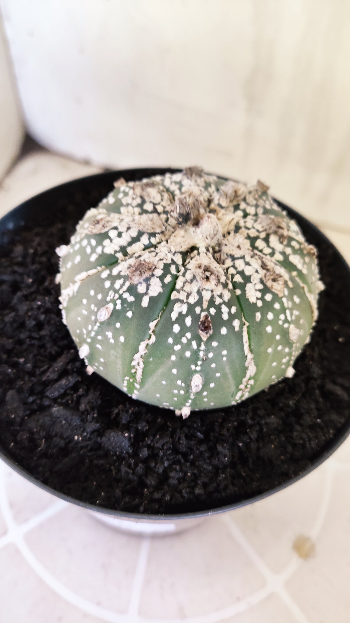 ASTROPHYTUM ASTERIAS SUPER KABUTO Nº 1198 – vaso 15