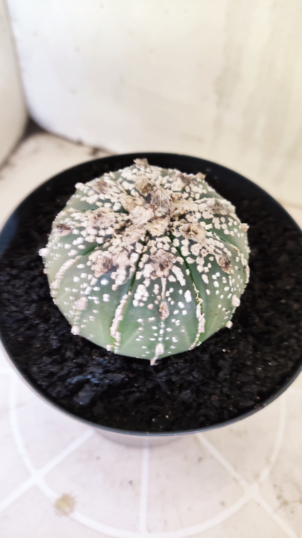 ASTROPHYTUM ASTERIAS SUPER KABUTO Nº 1198 – vaso 15