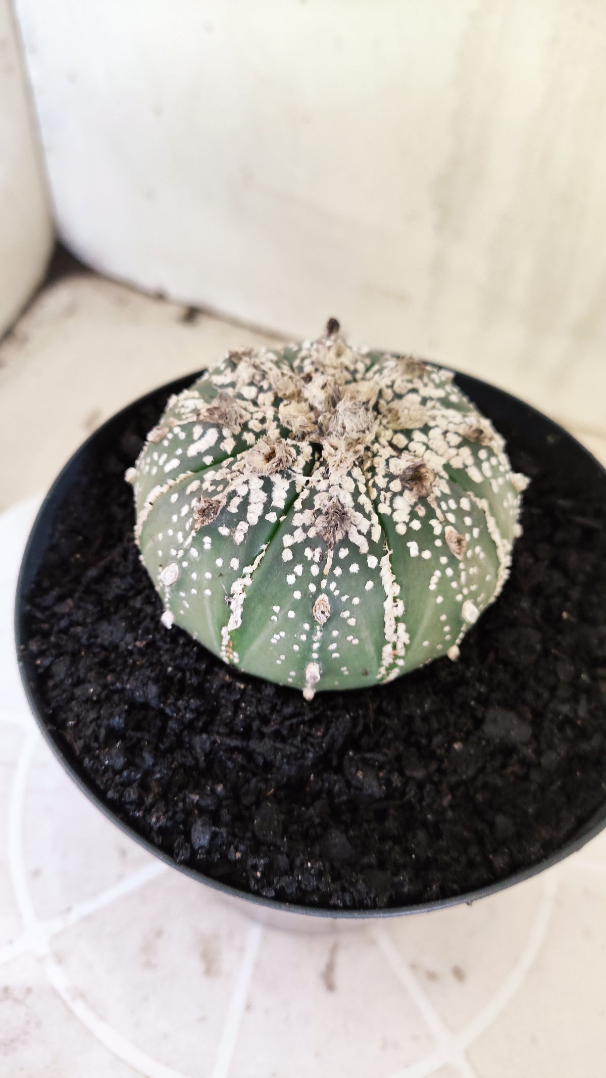 ASTROPHYTUM ASTERIAS SUPER KABUTO Nº 1198 – vaso 15