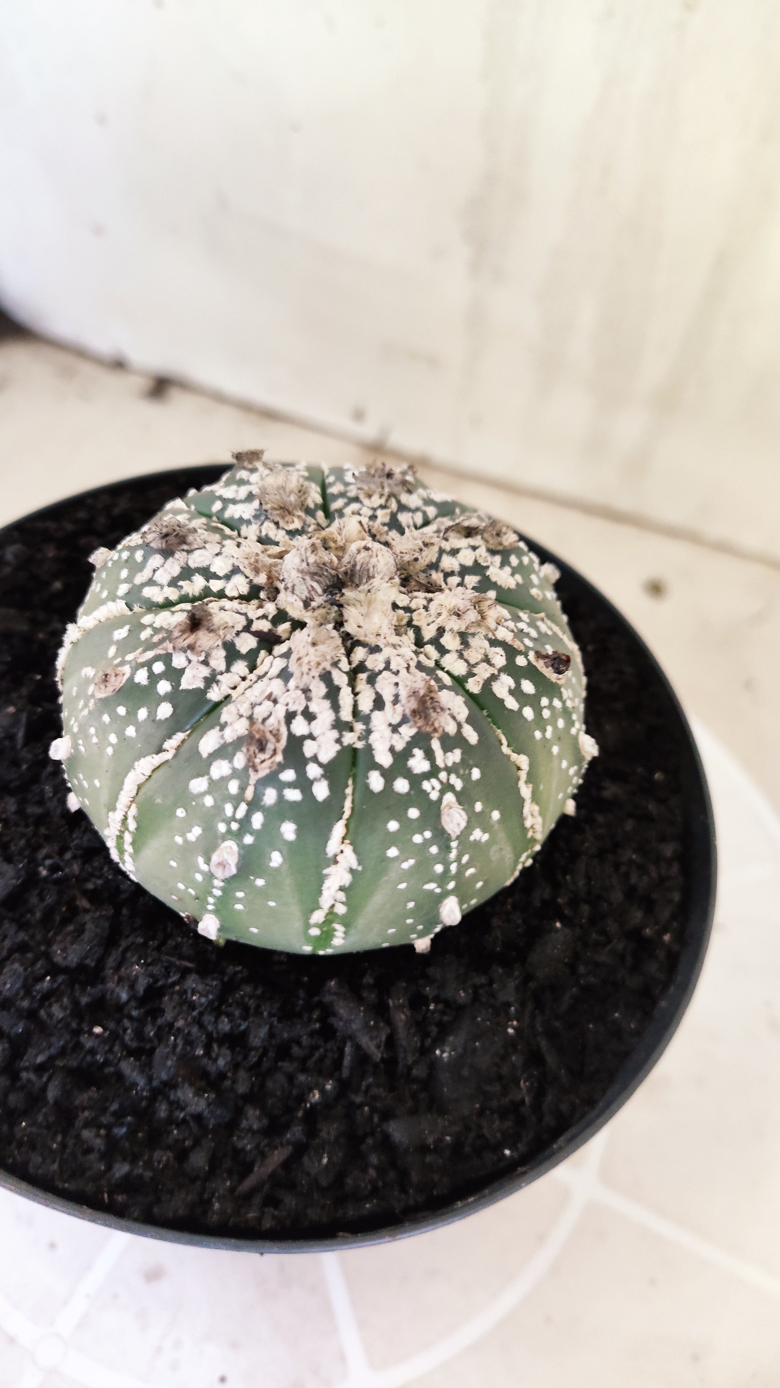 ASTROPHYTUM ASTERIAS SUPER KABUTO Nº 1198 – vaso 15
