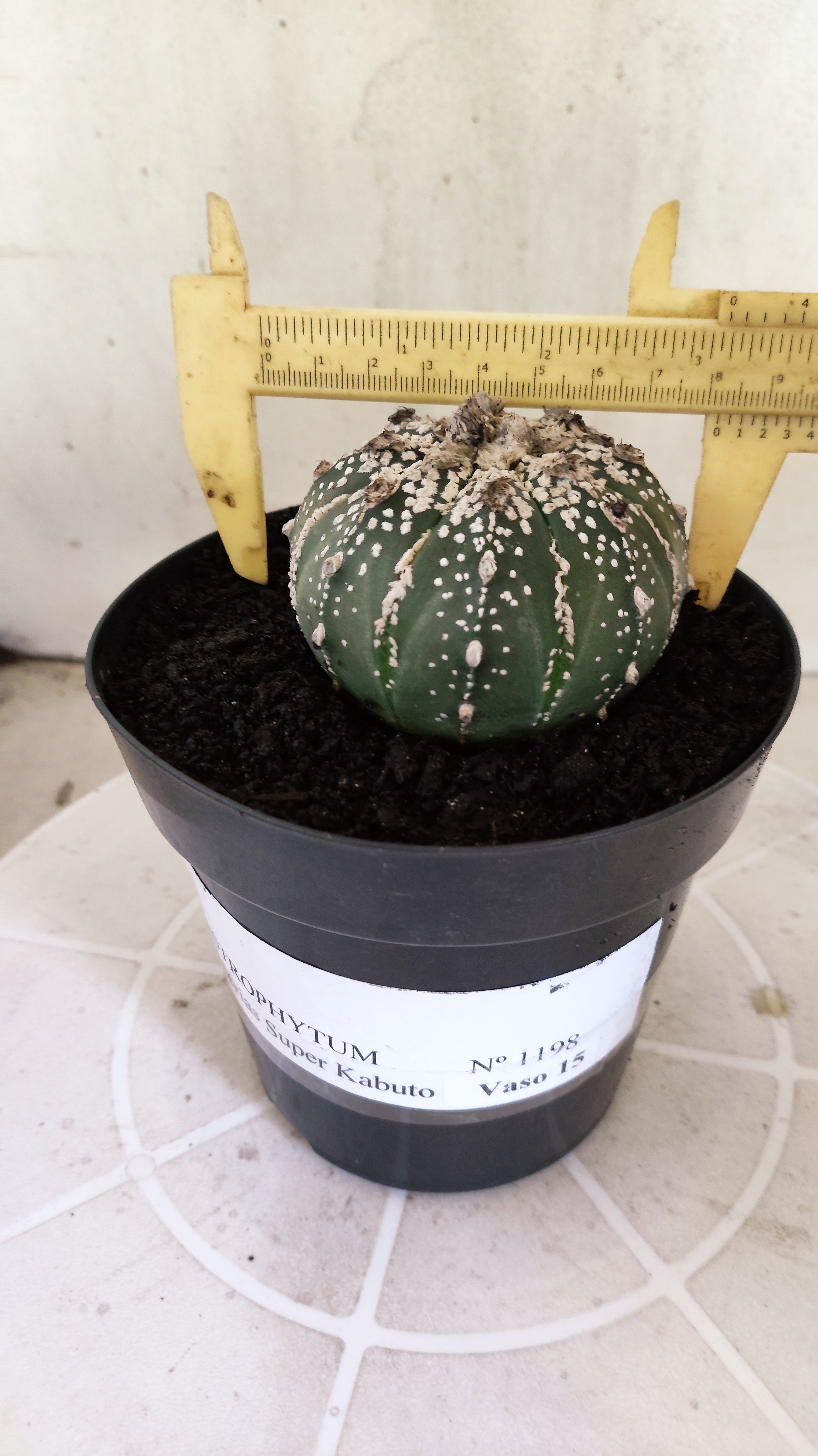 ASTROPHYTUM ASTERIAS SUPER KABUTO Nº 1198 – vaso 15