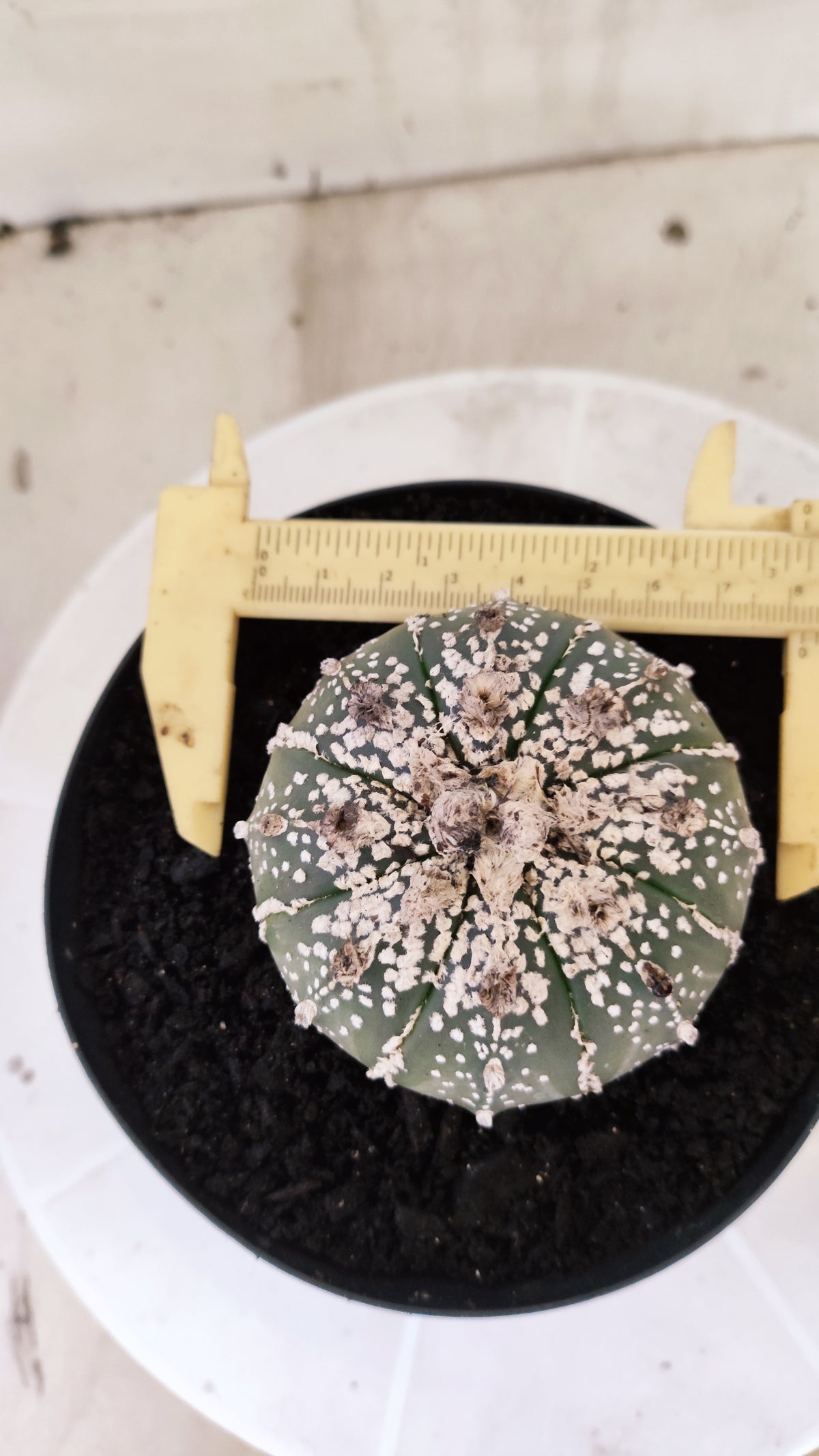 ASTROPHYTUM ASTERIAS SUPER KABUTO Nº 1198 – vaso 15