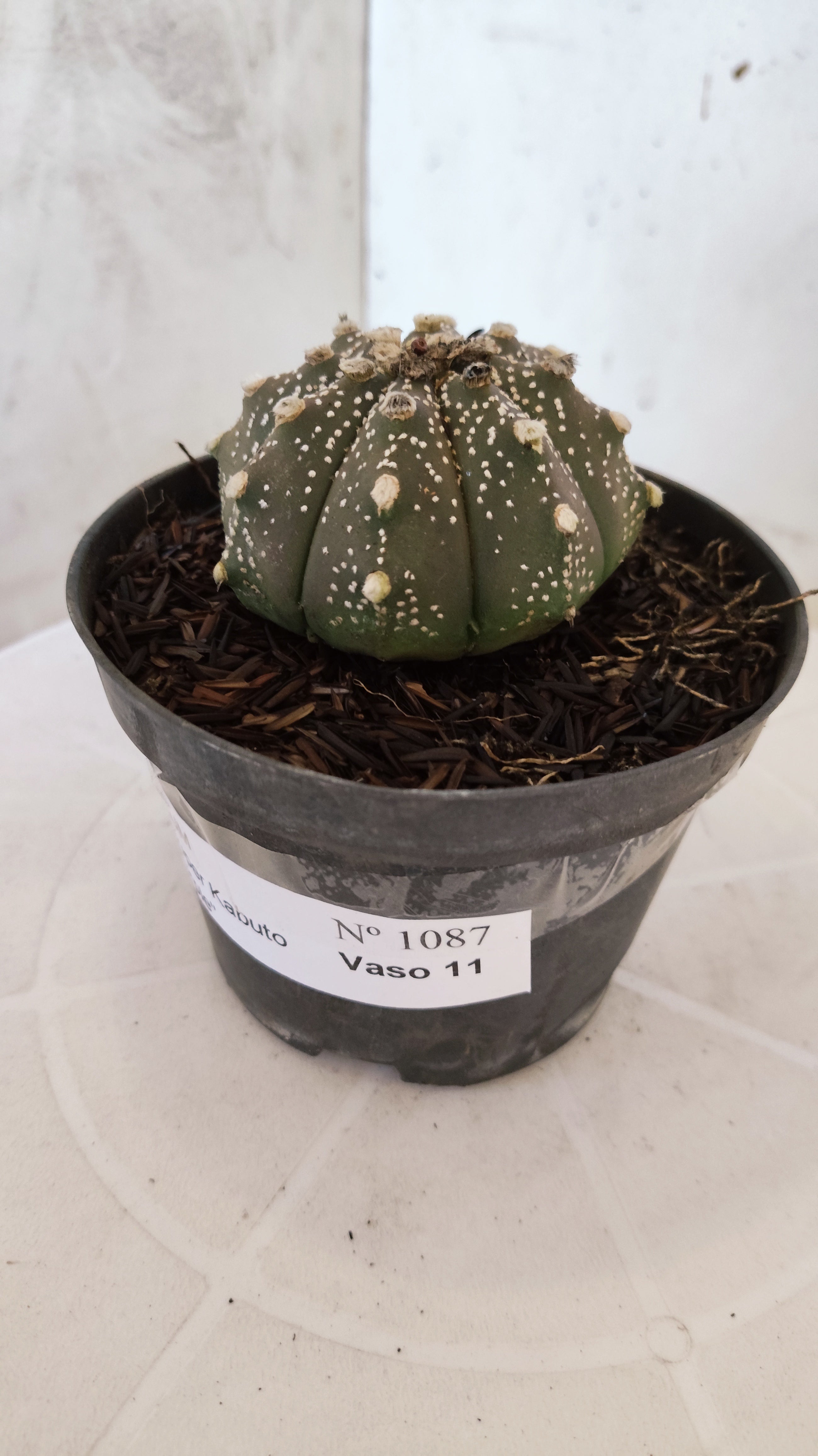 ASTROPHYTUM ASTERIAS "SUPER KABUTO - Purple"   Nº 1087 – vaso 11